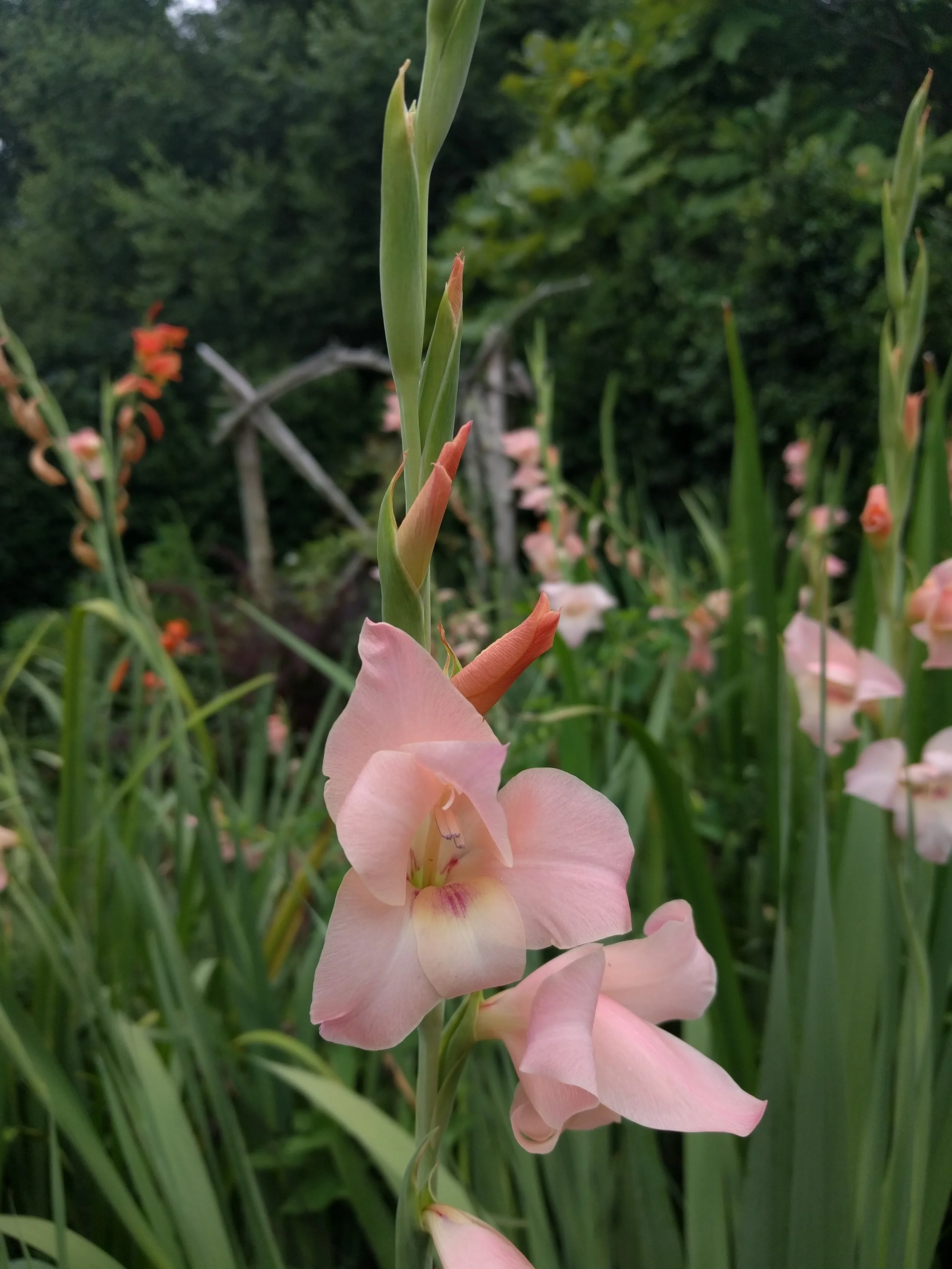 Gladiolus dalenii