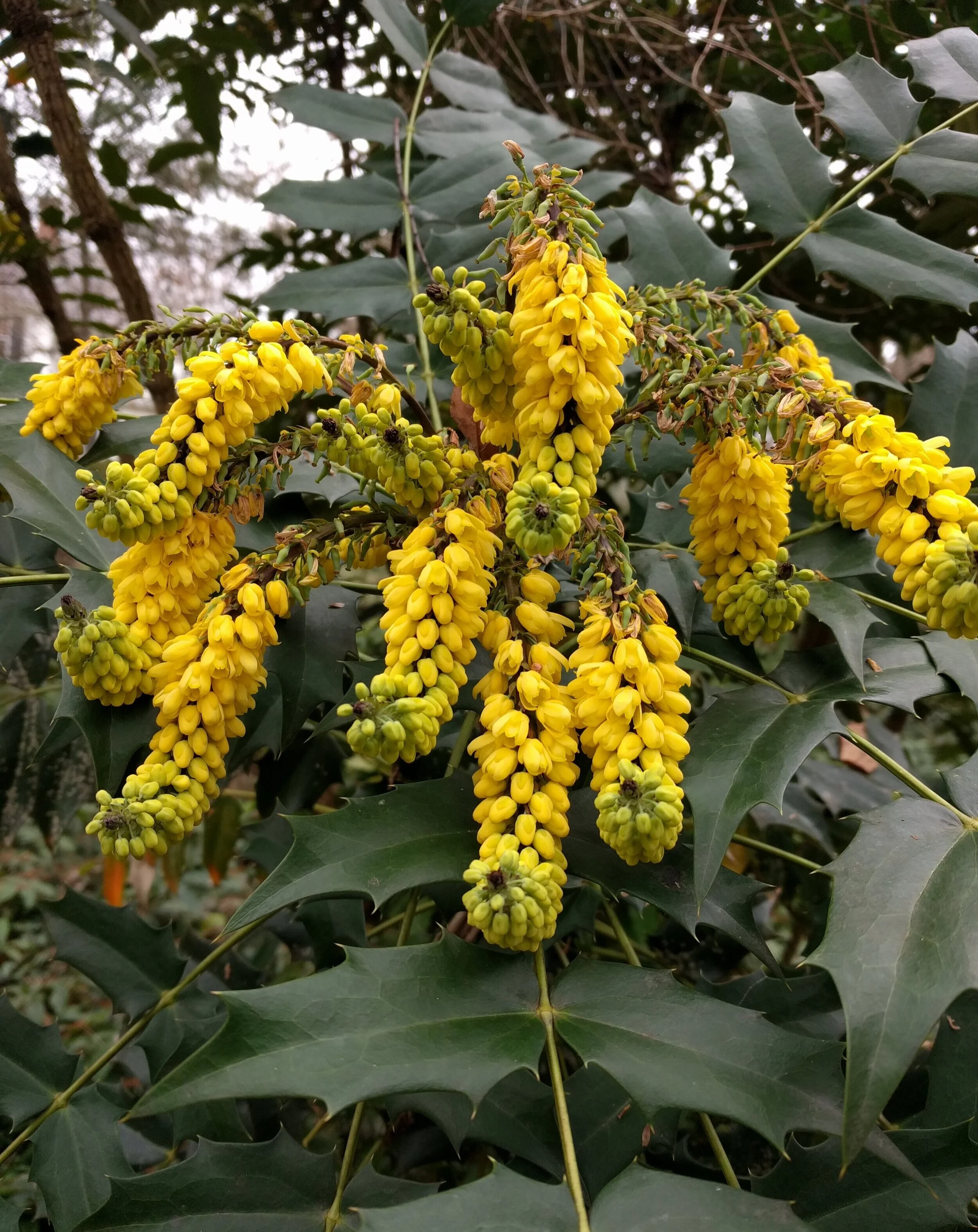 Mahonia x media 