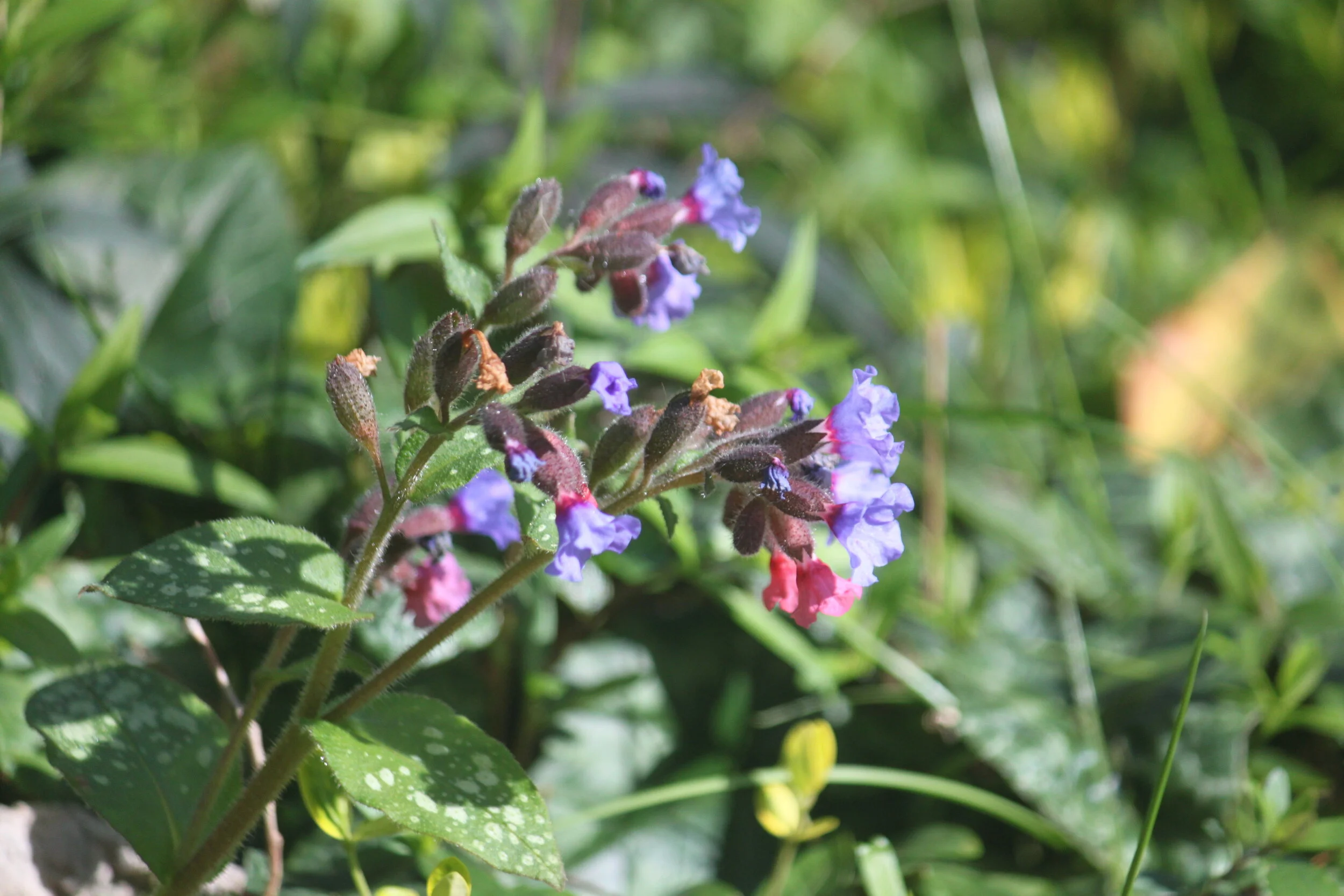 Pulmonaria officinalis