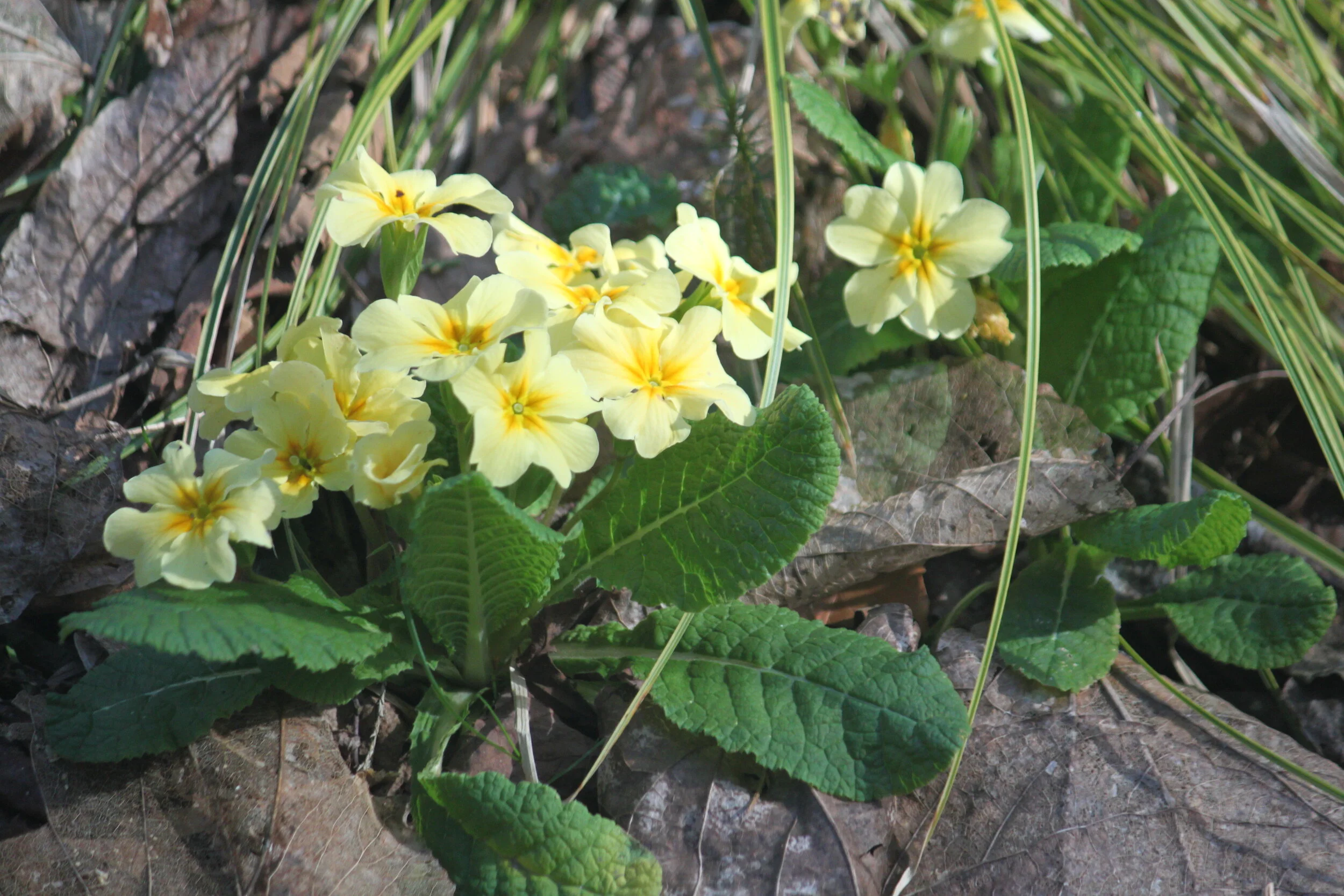 Primula vulgaris