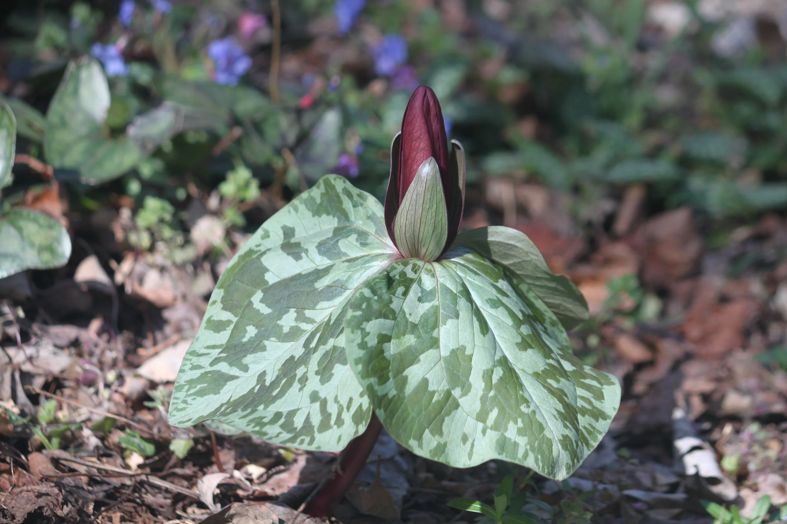 Trillium sp.