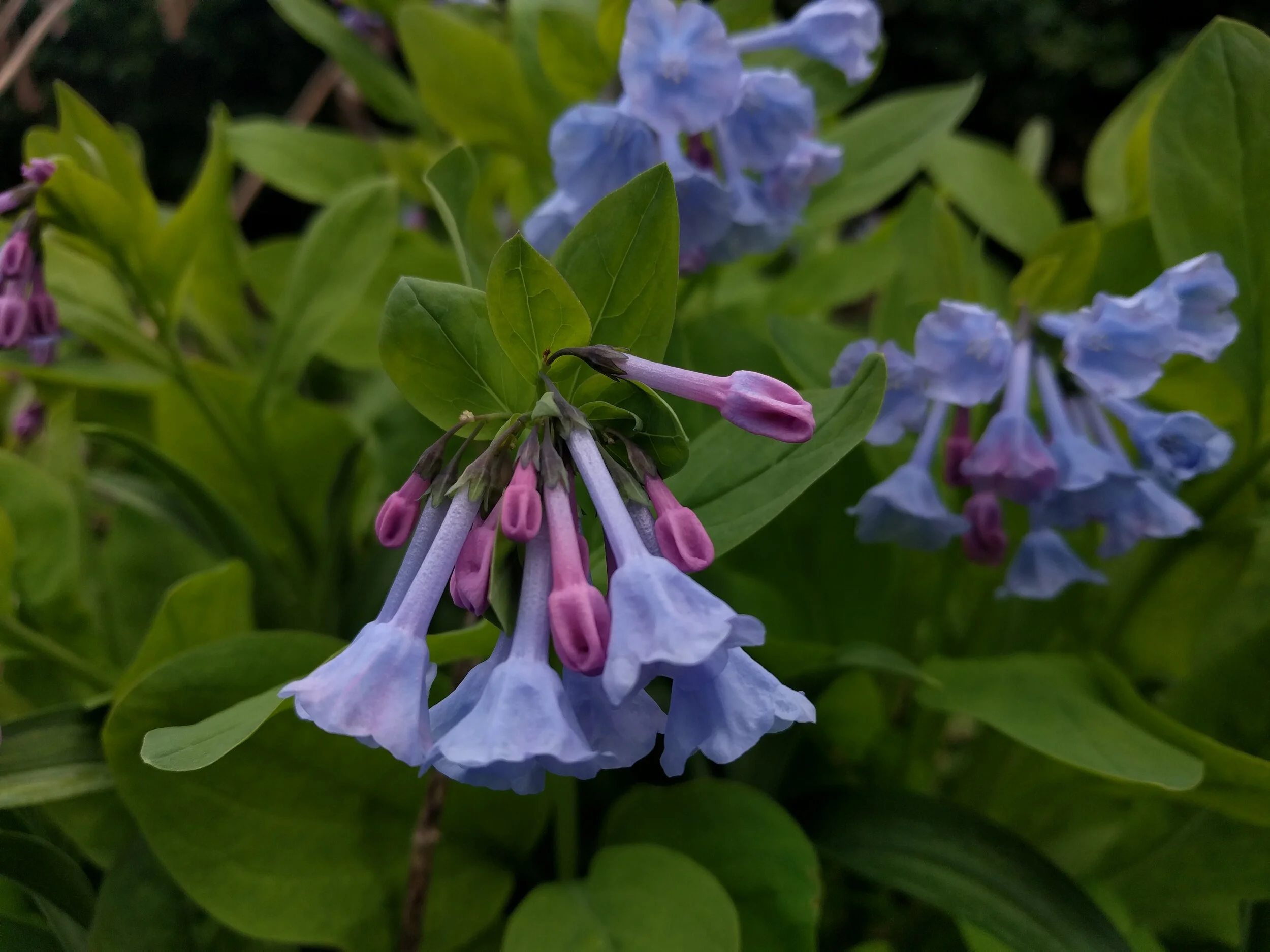 Mertensia virginica 