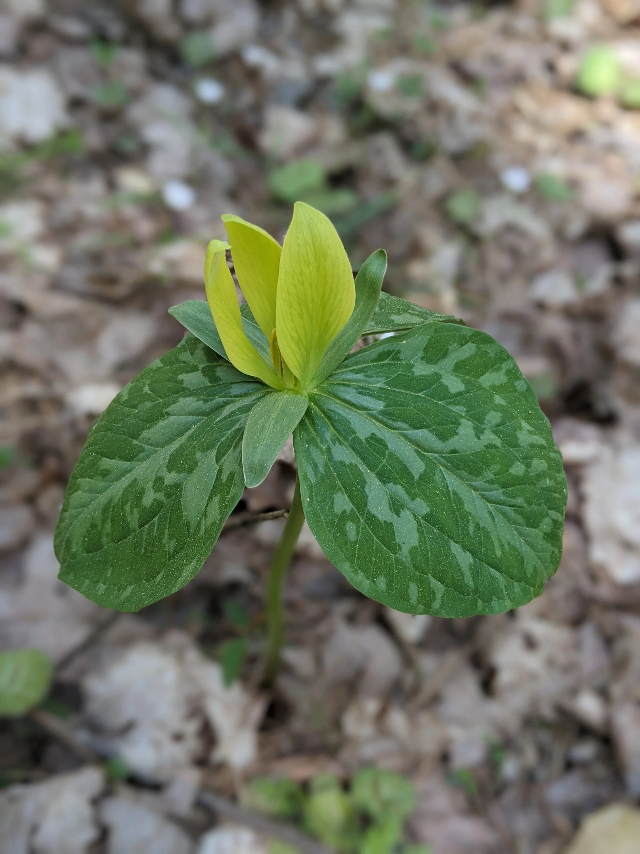 Trillium luteum