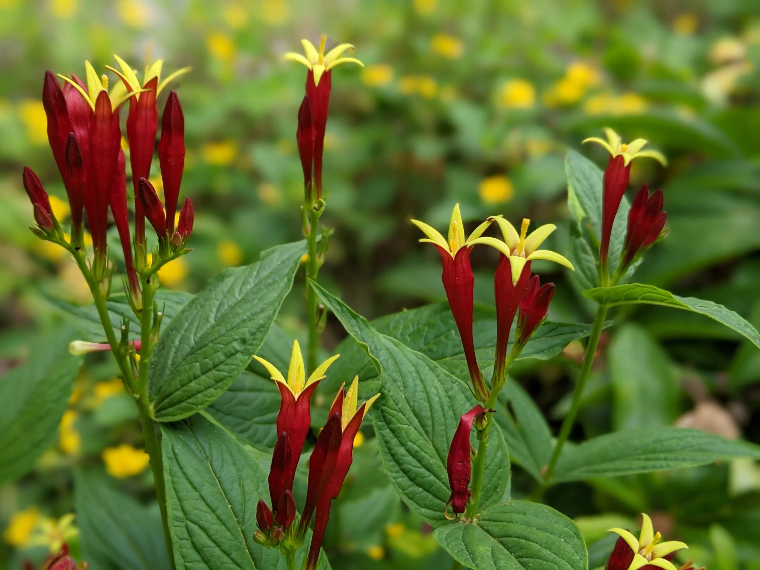 Spigelia marilandica