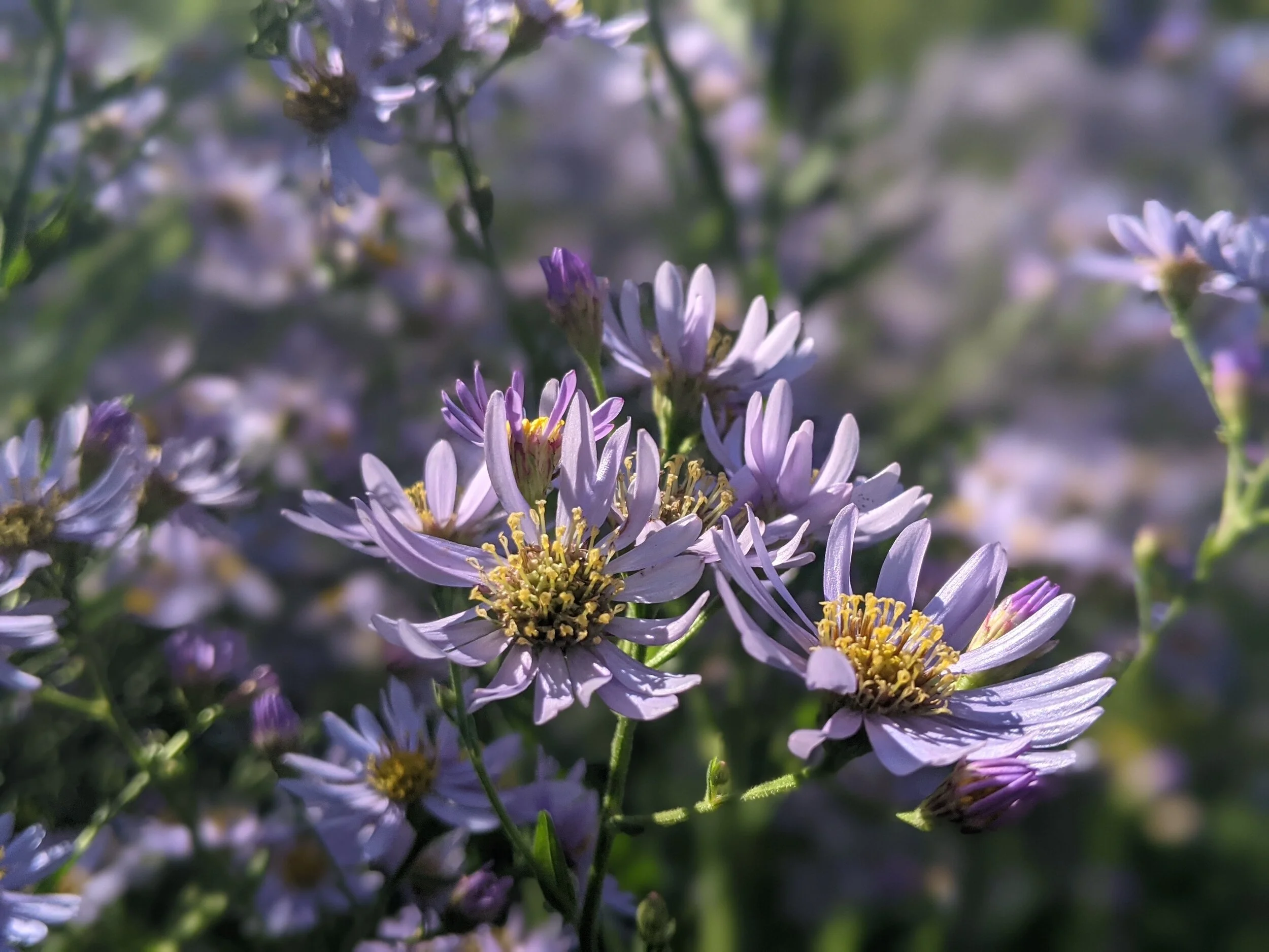 Aster tataricus