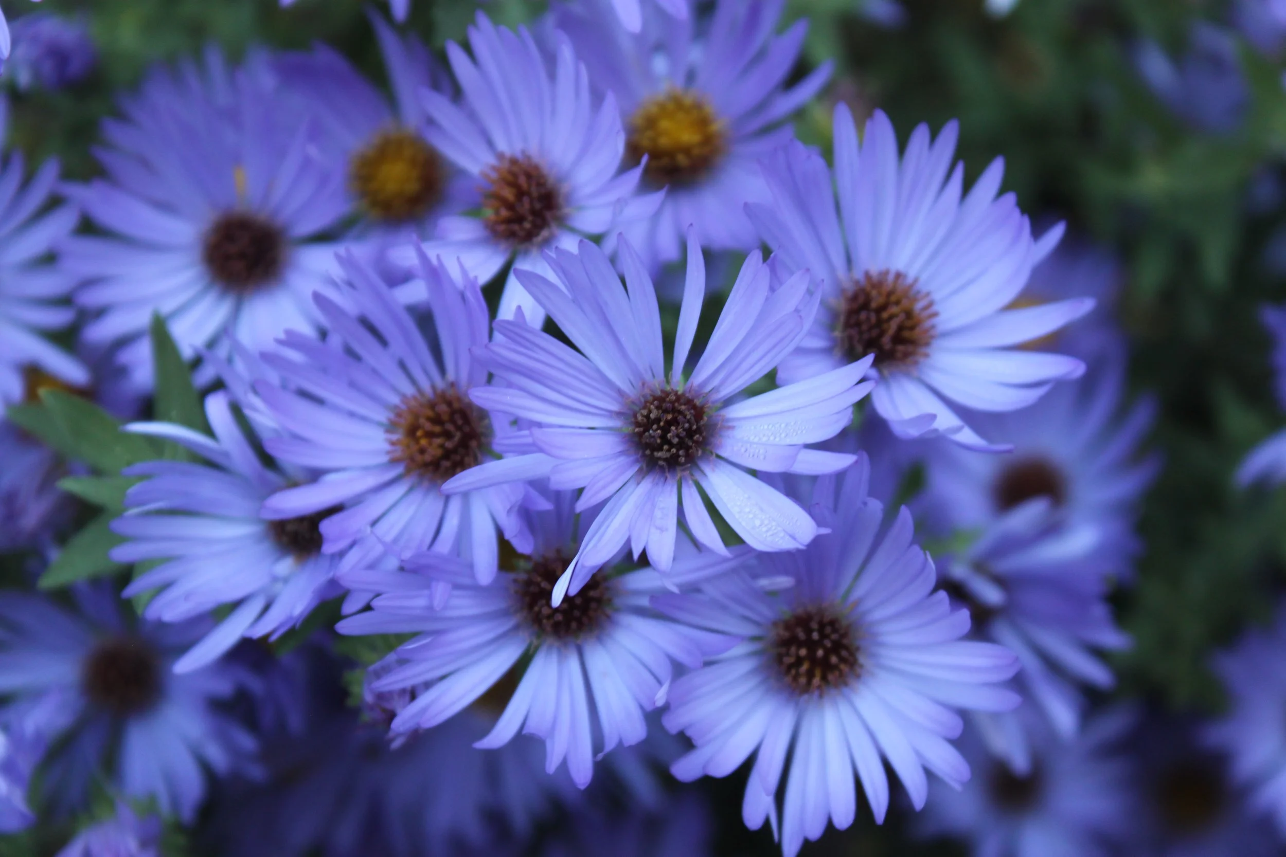 Aster novae-angliae