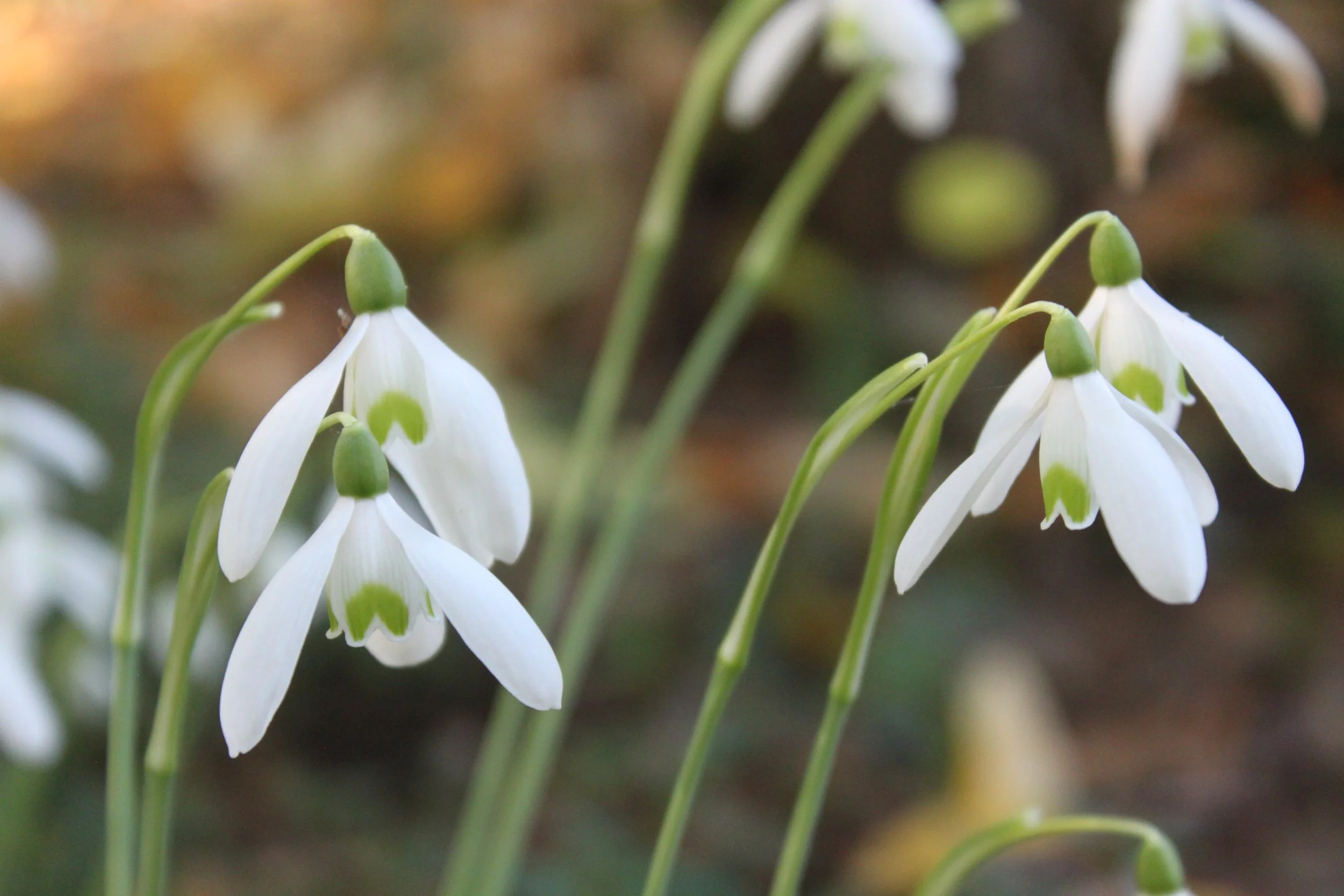 Galanthus reginae-olgae