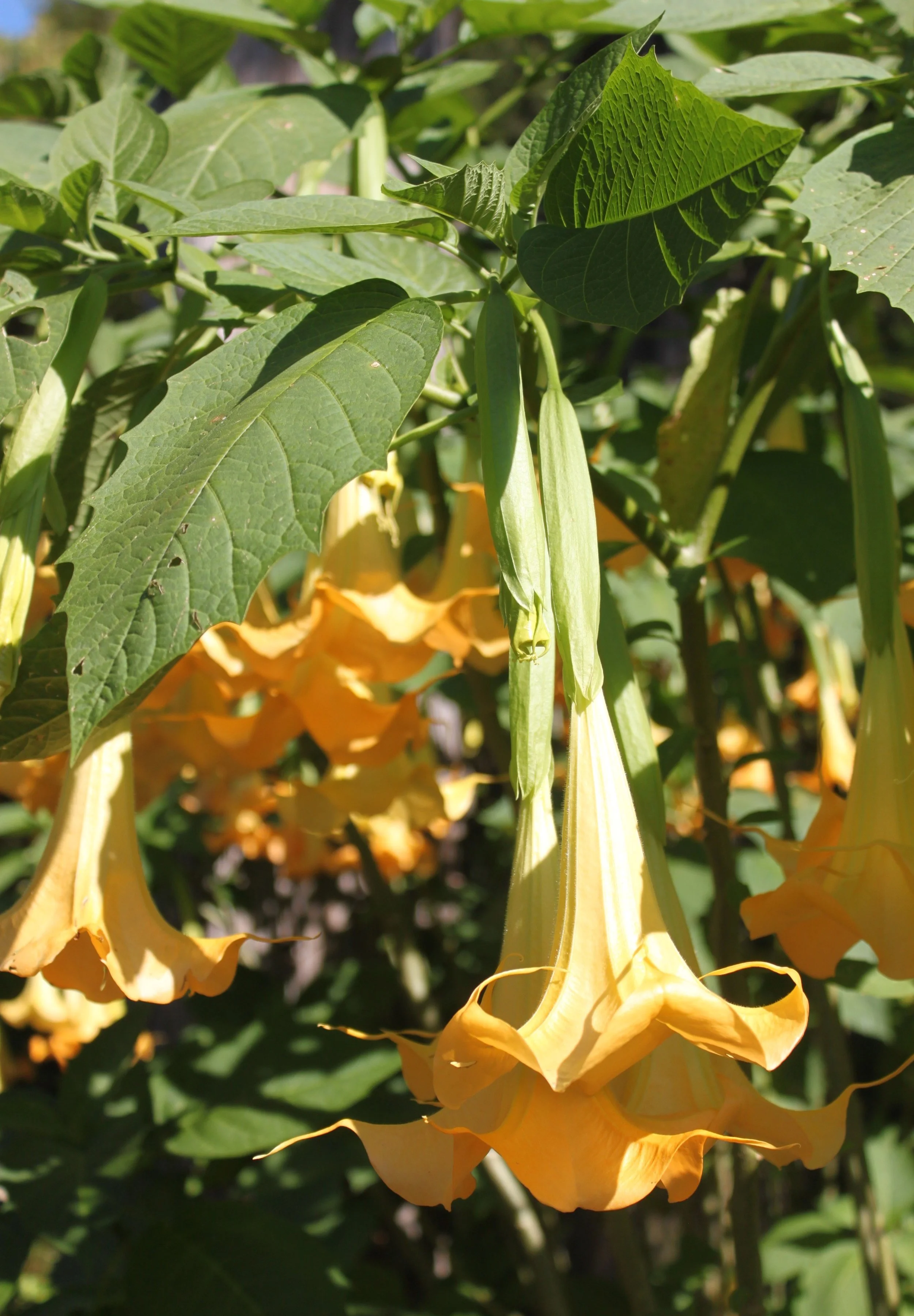 Brugmansia suaveolens