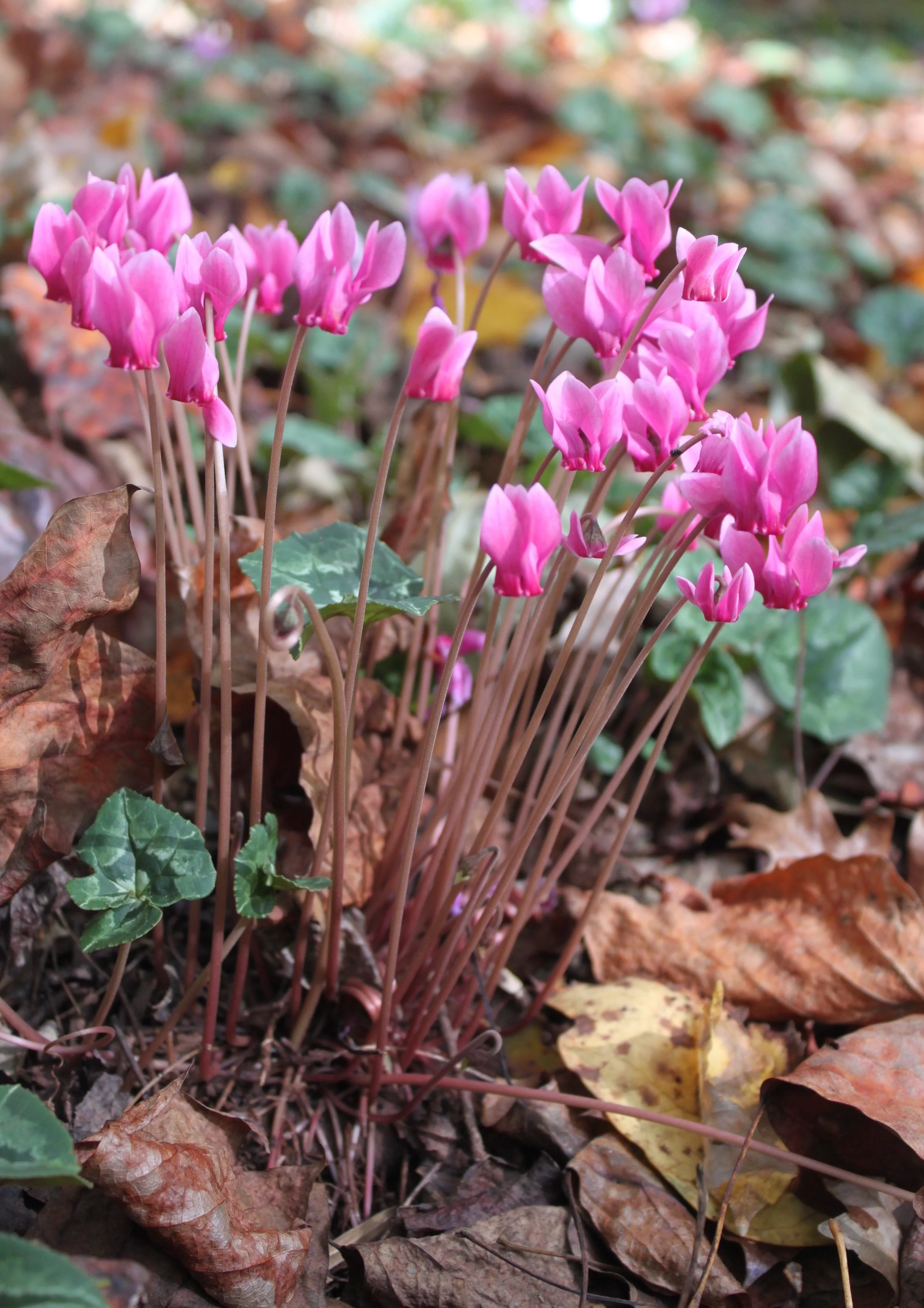 Cyclamen hederifolium