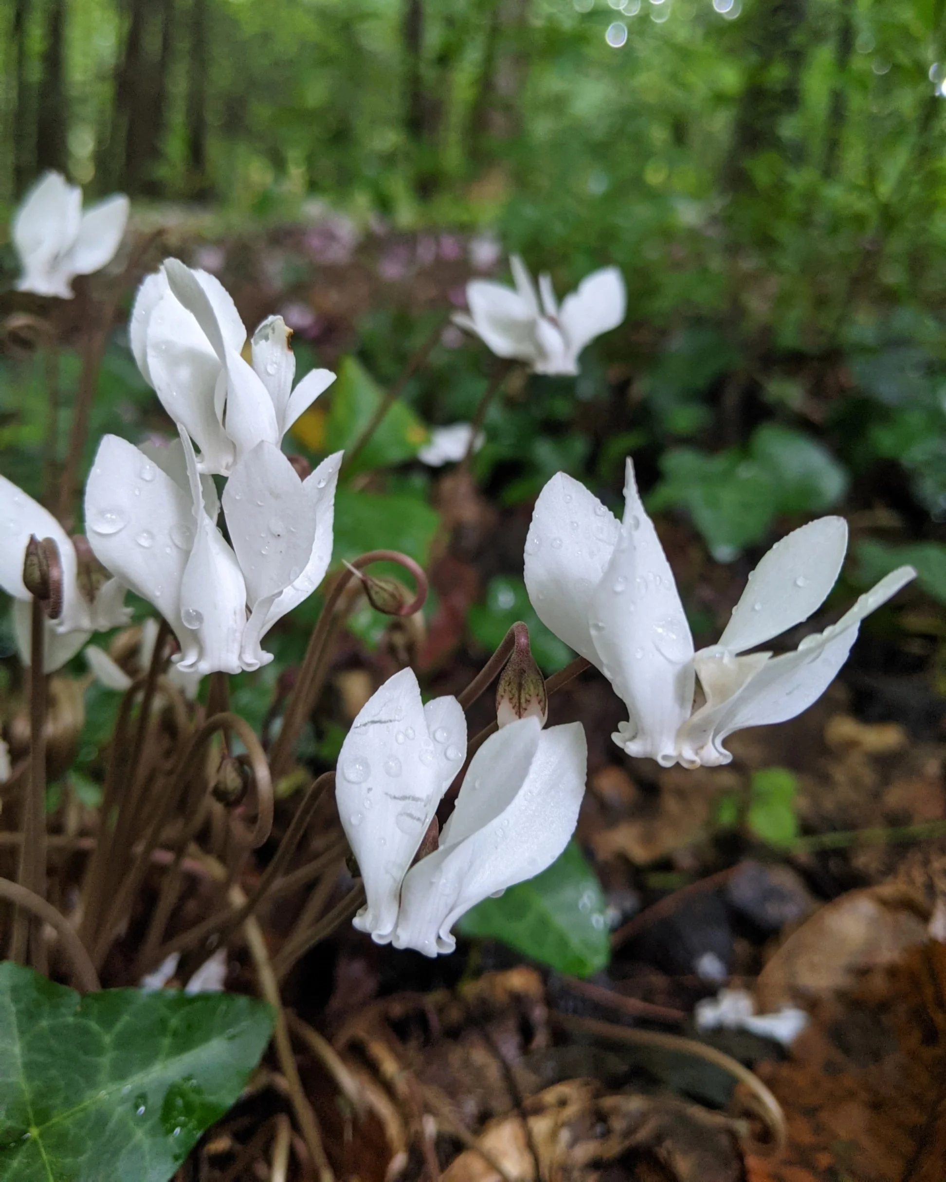 Cyclamen hederifolium f. albiflorum