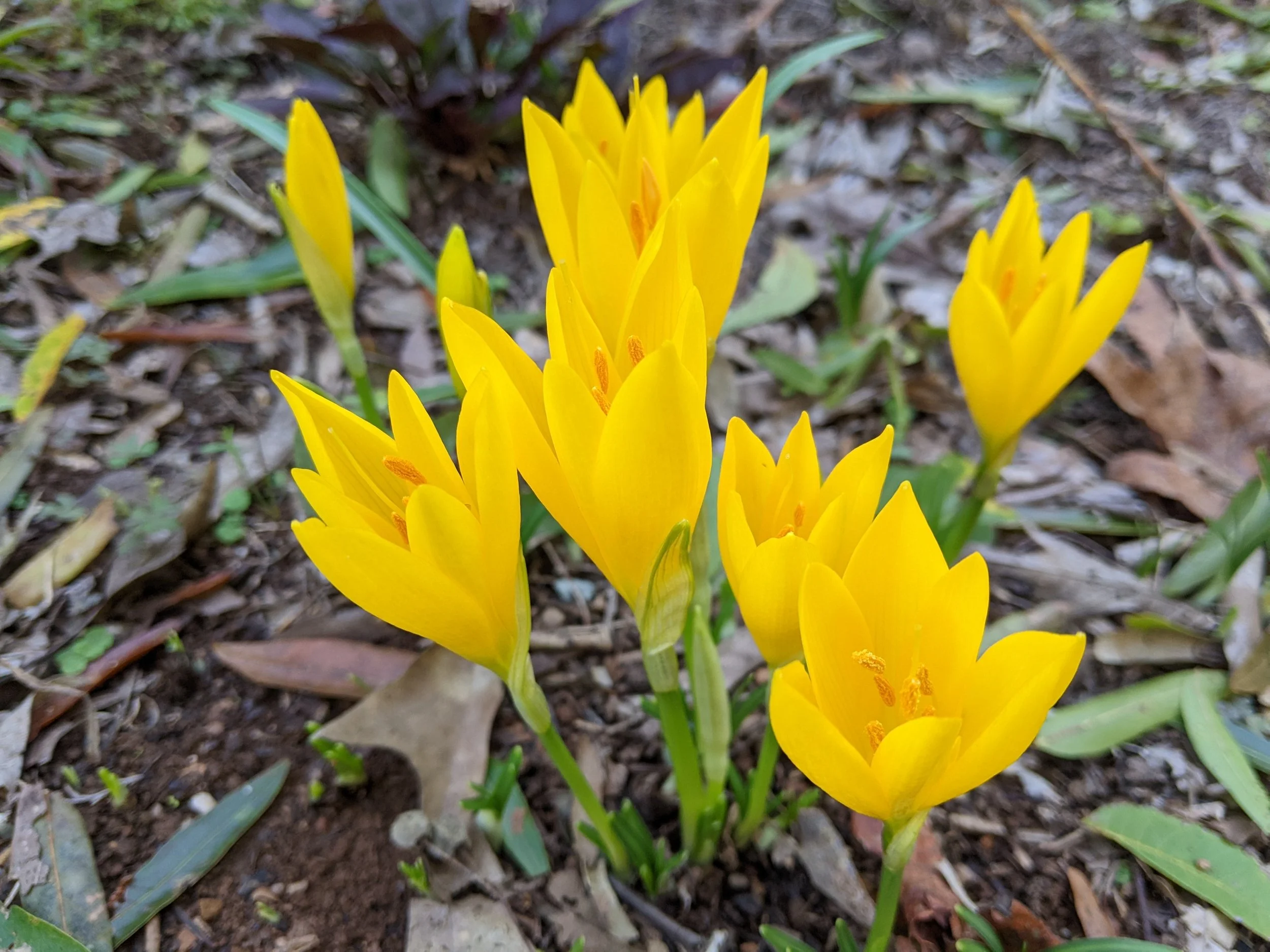 Sternbergia lutea 