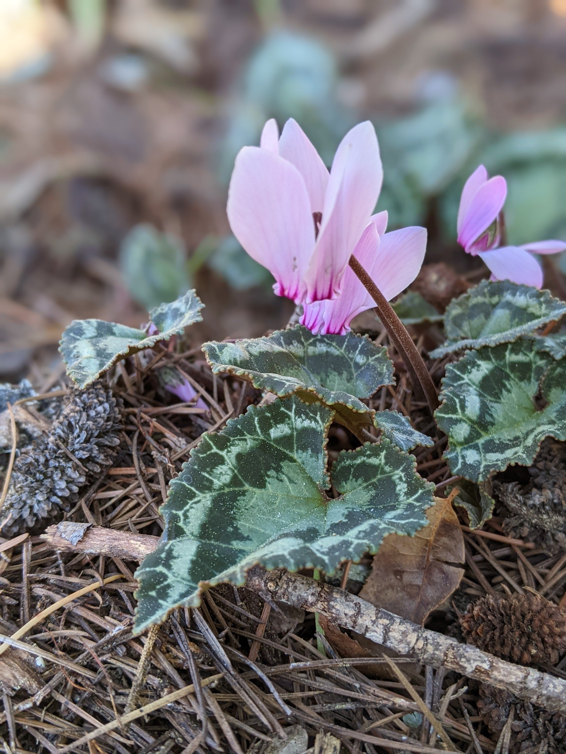 Cyclamen graecum 