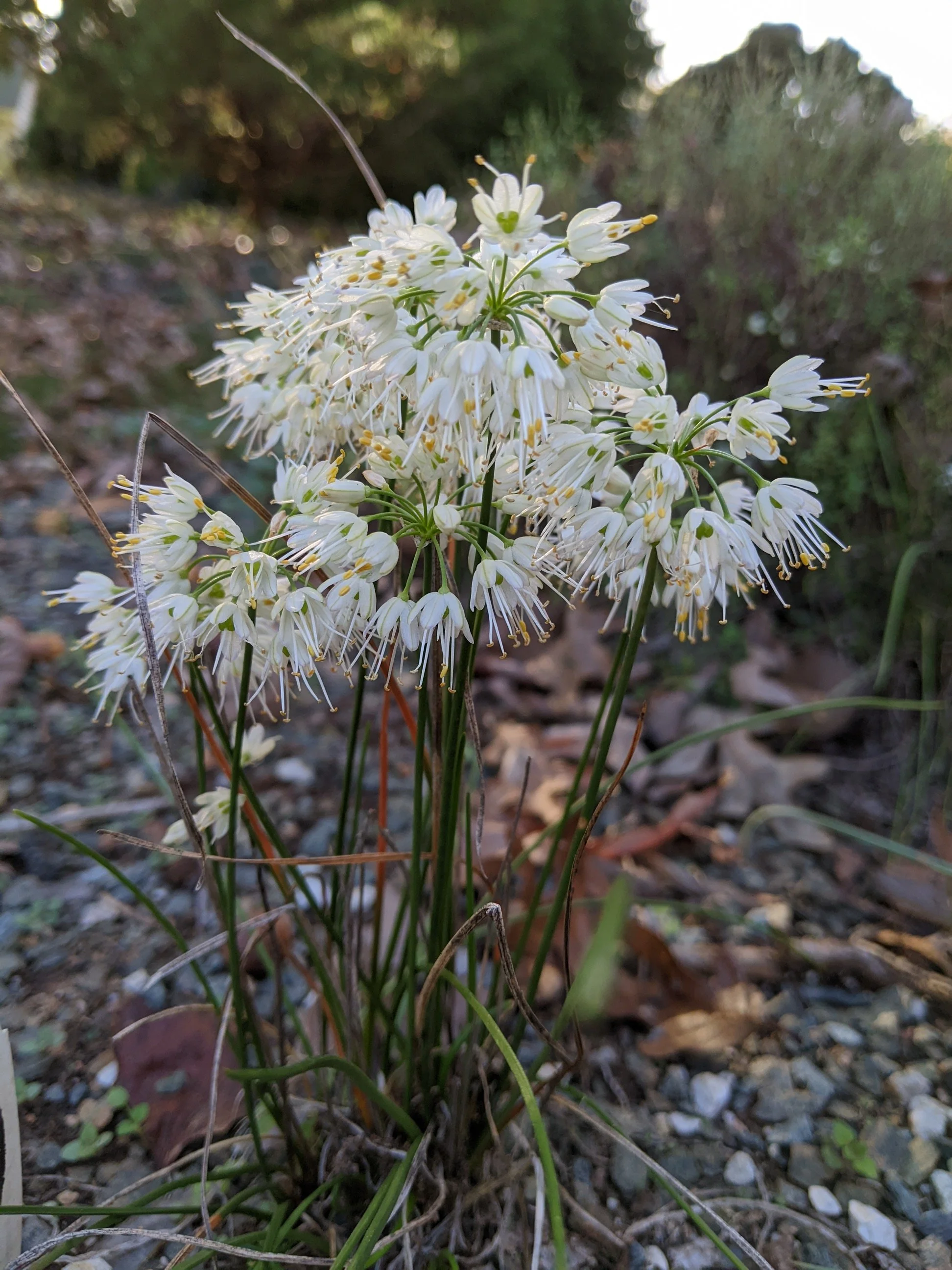 Allium thunbergii var. album 