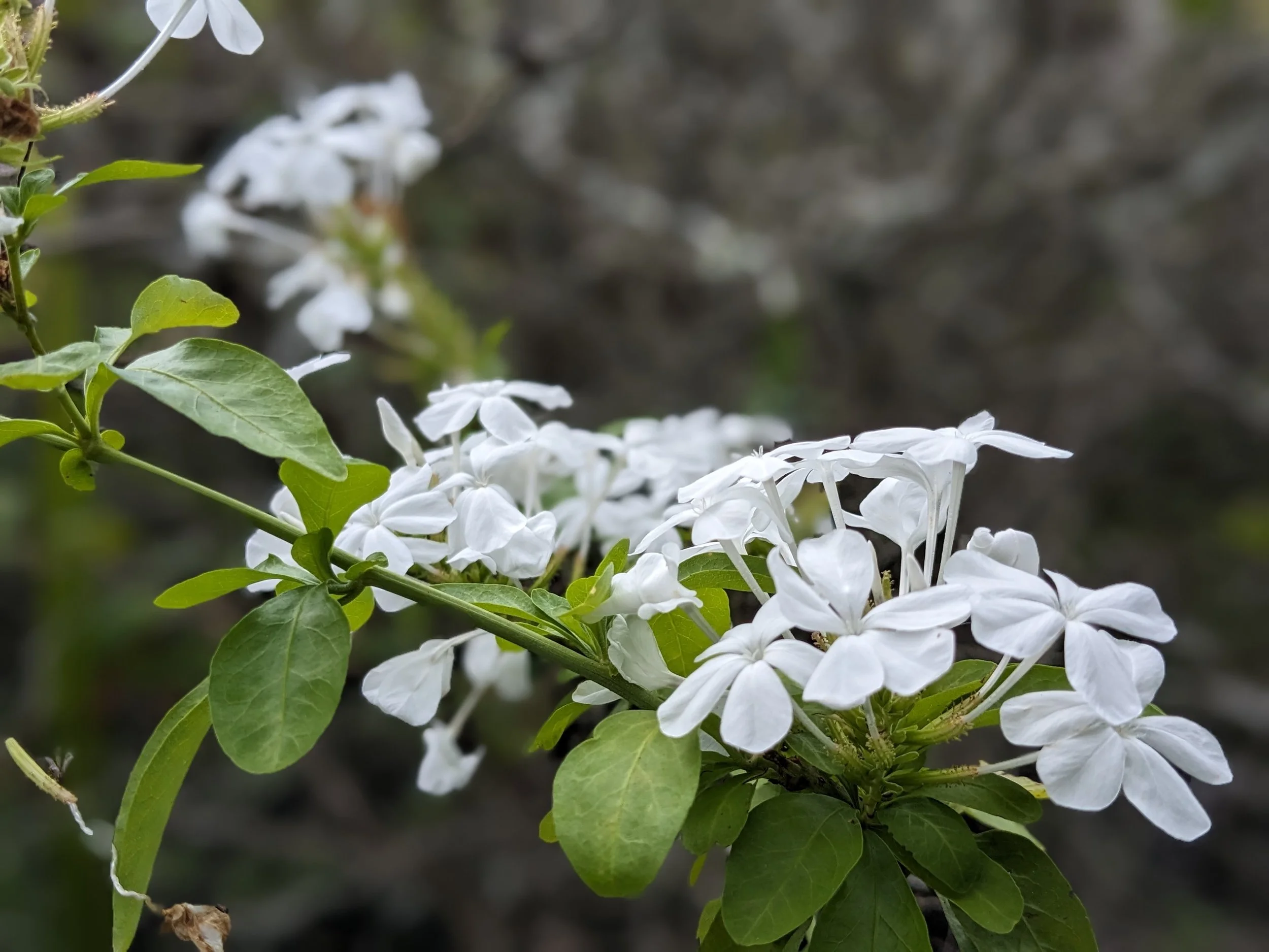 Plumbago auriculata 'Alba' 