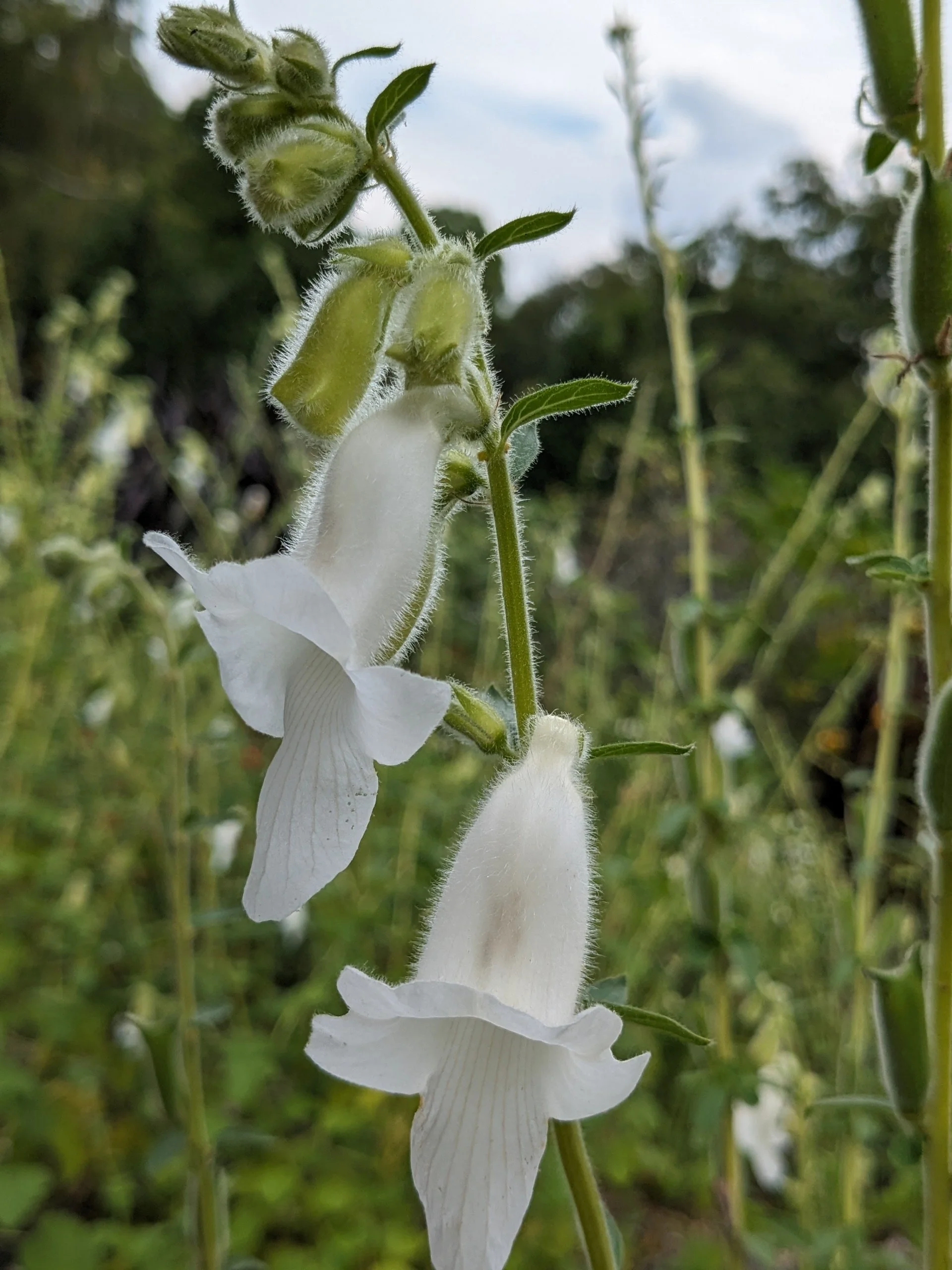 Ceratotheca triloba 'Alba'