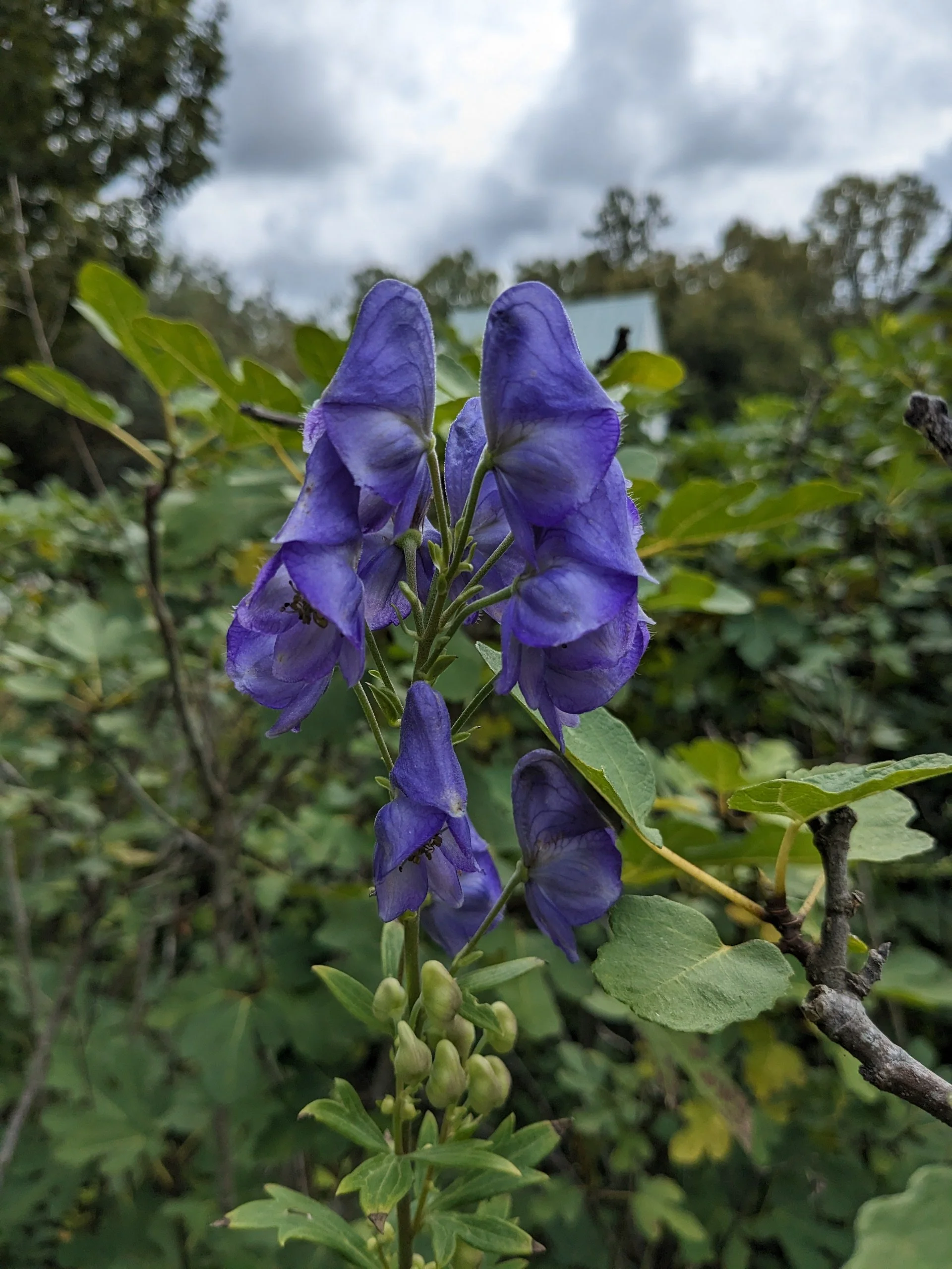 Aconitum sp.