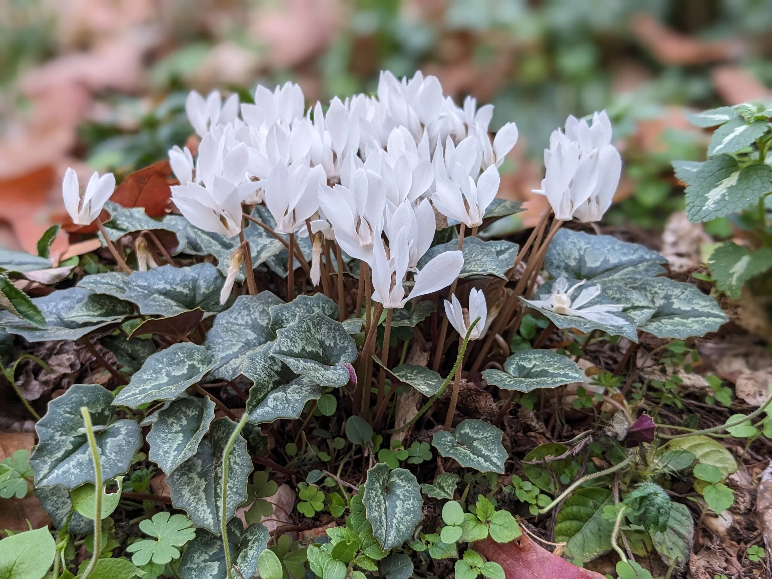 Cyclamen cilicium 'Album'
