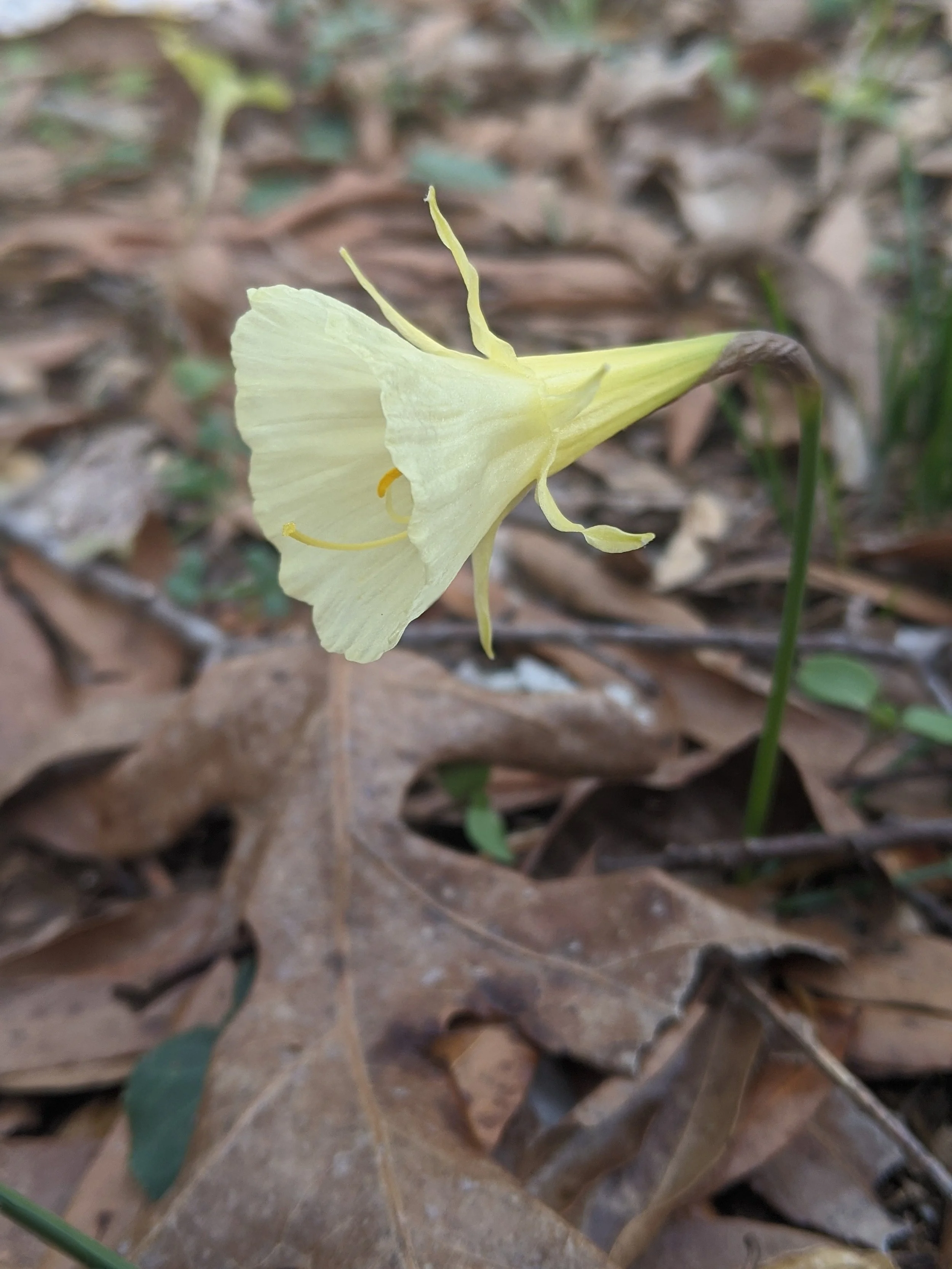 Narcissus romeieuxii