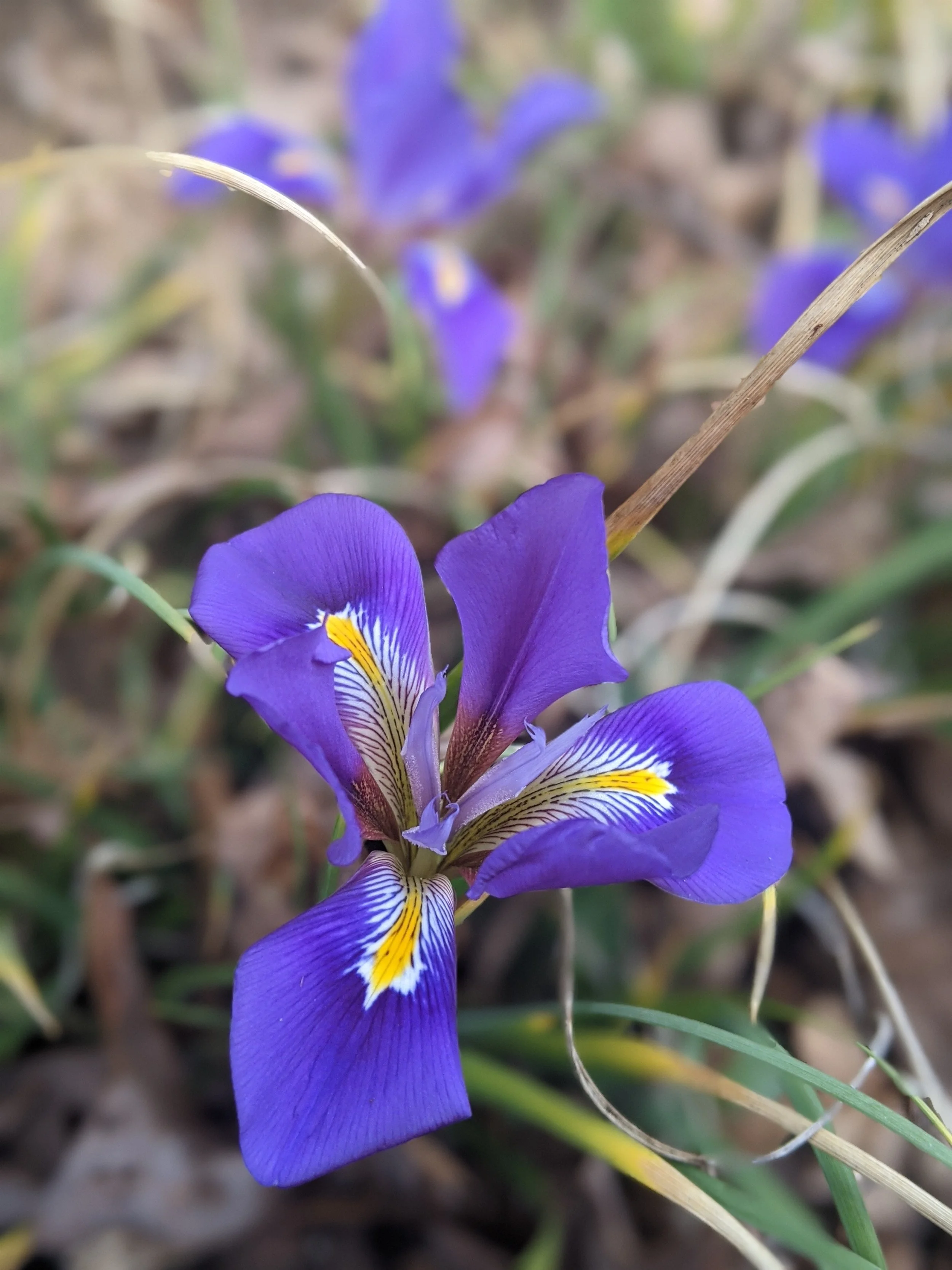 Iris unguicularis