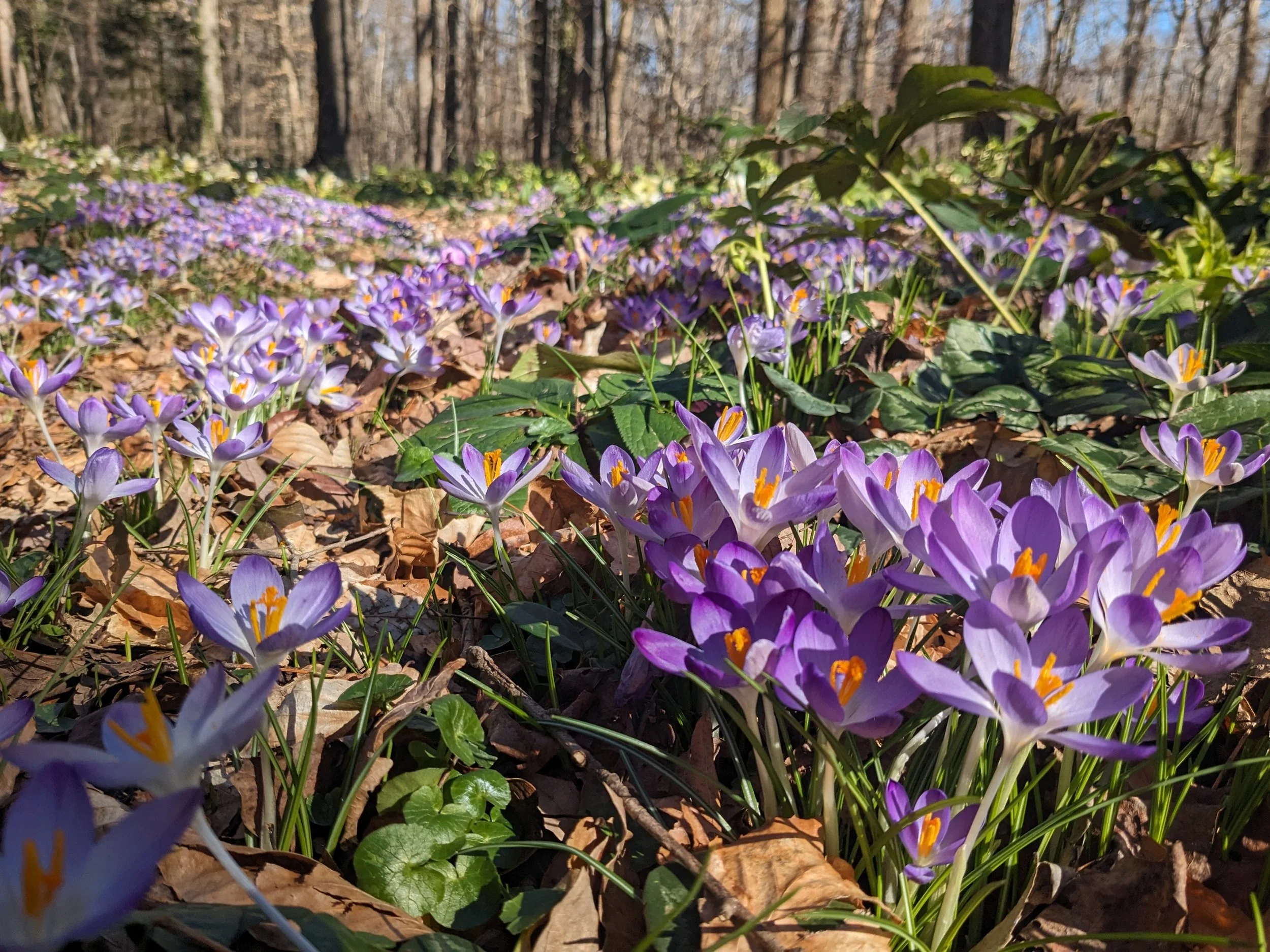 Crocus tommasinianus 