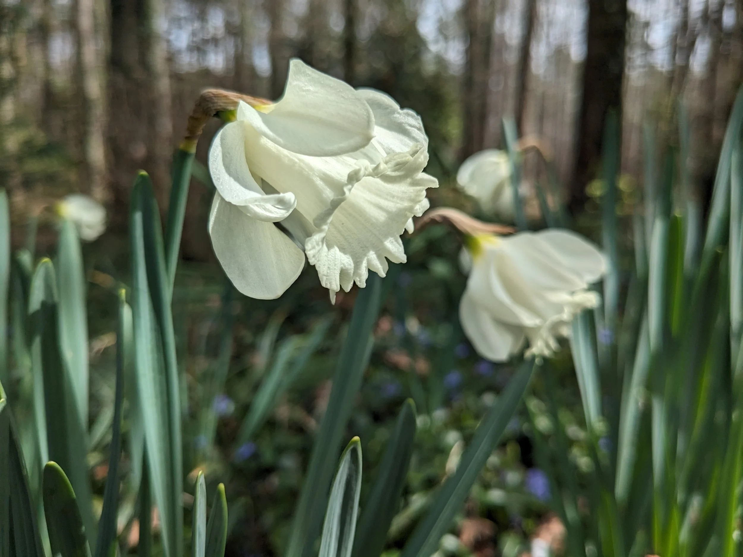Narcissus moschatus 