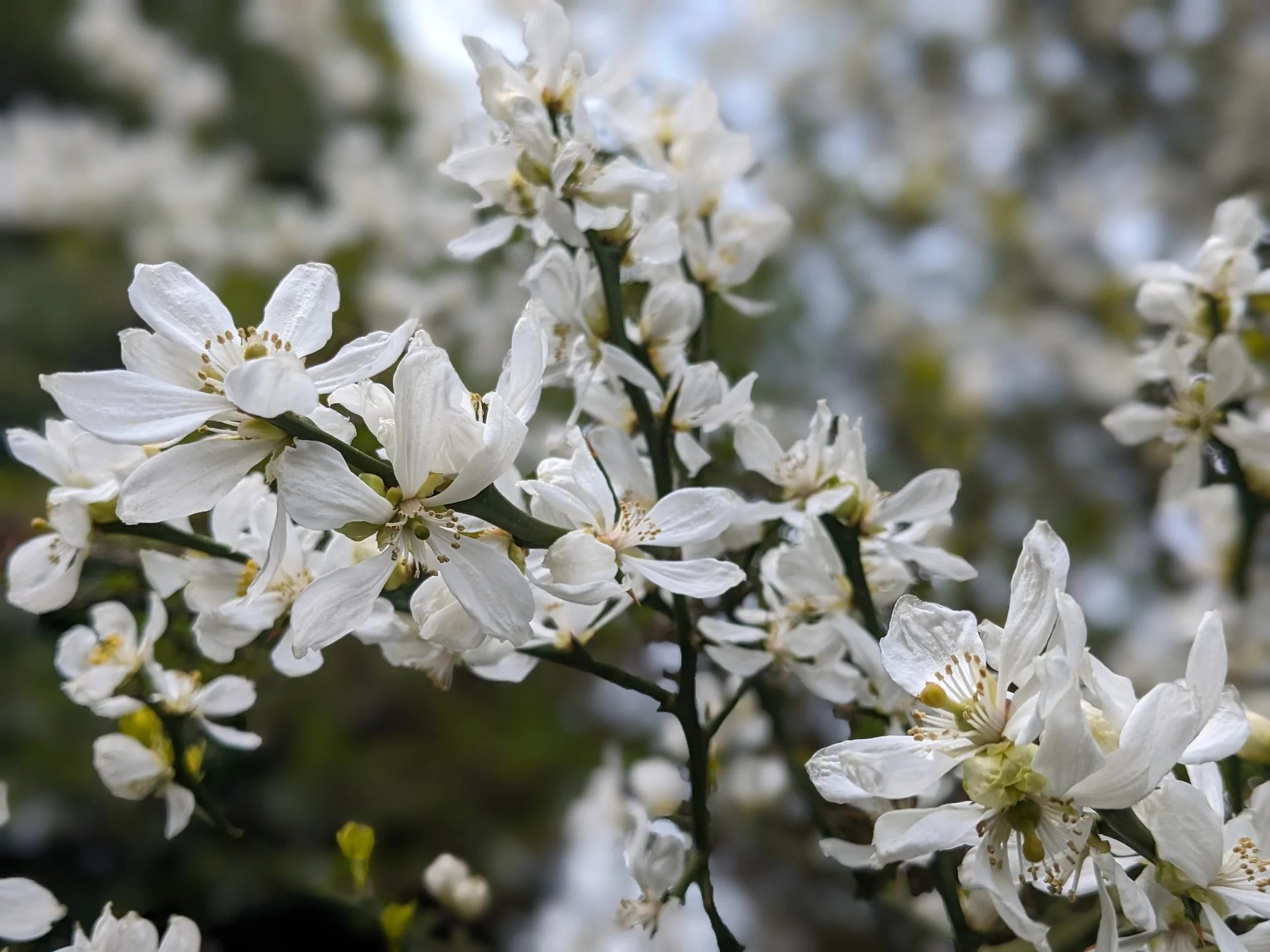 Exochorda racemosa 