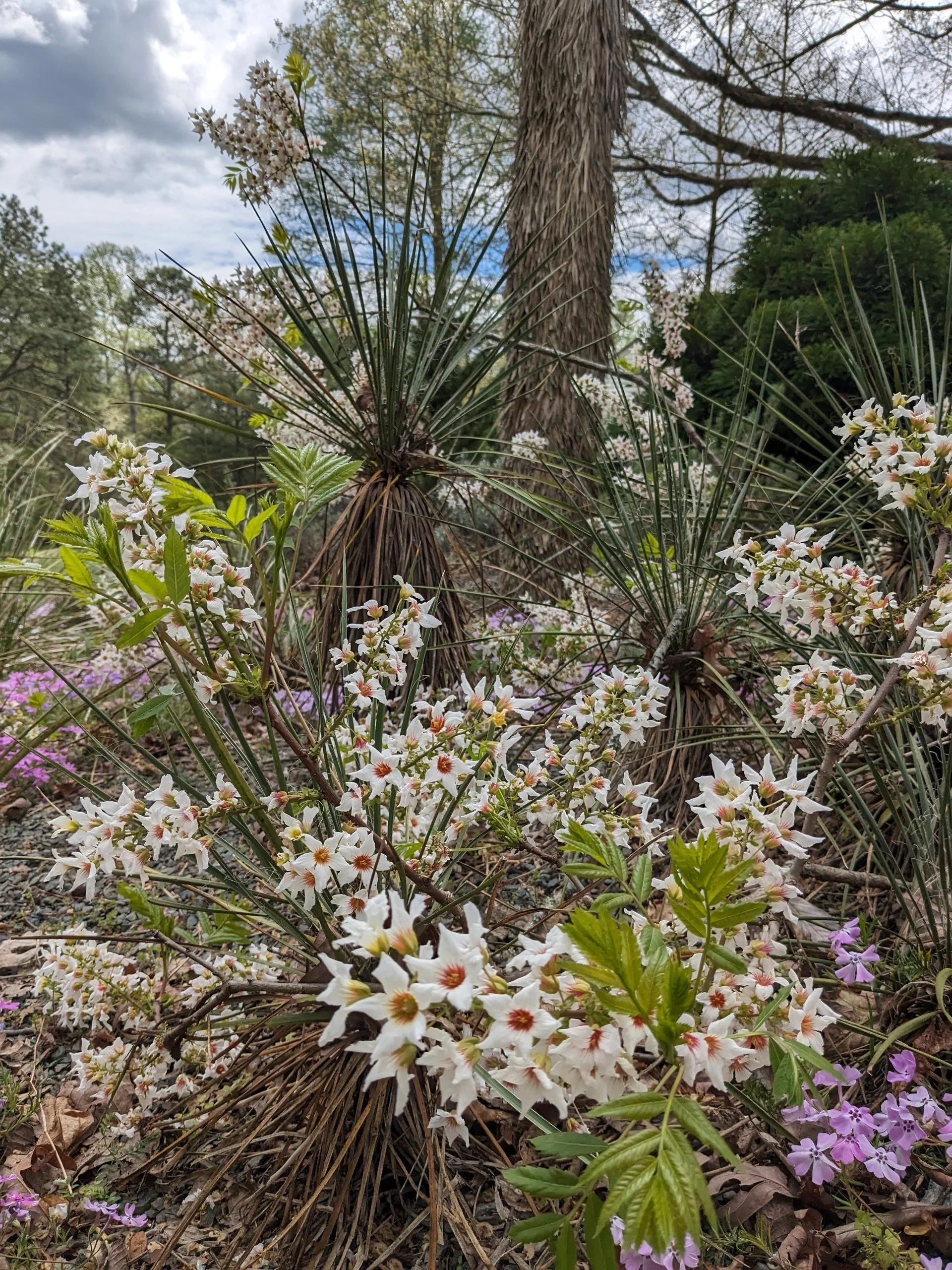 Xanthoceras sorbifolium 