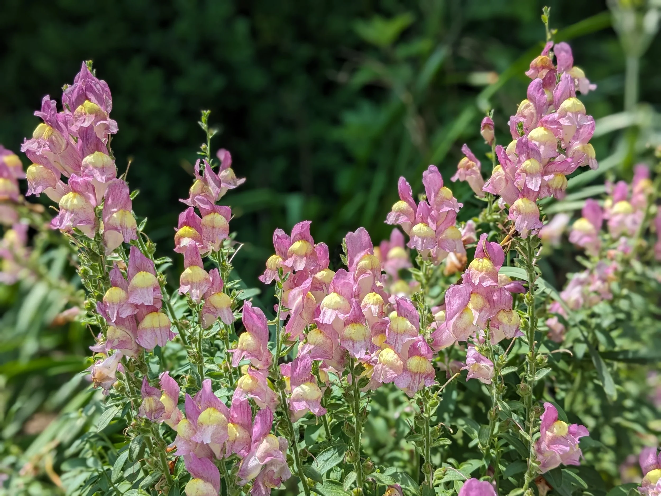 Antirrhinum hispanicum
