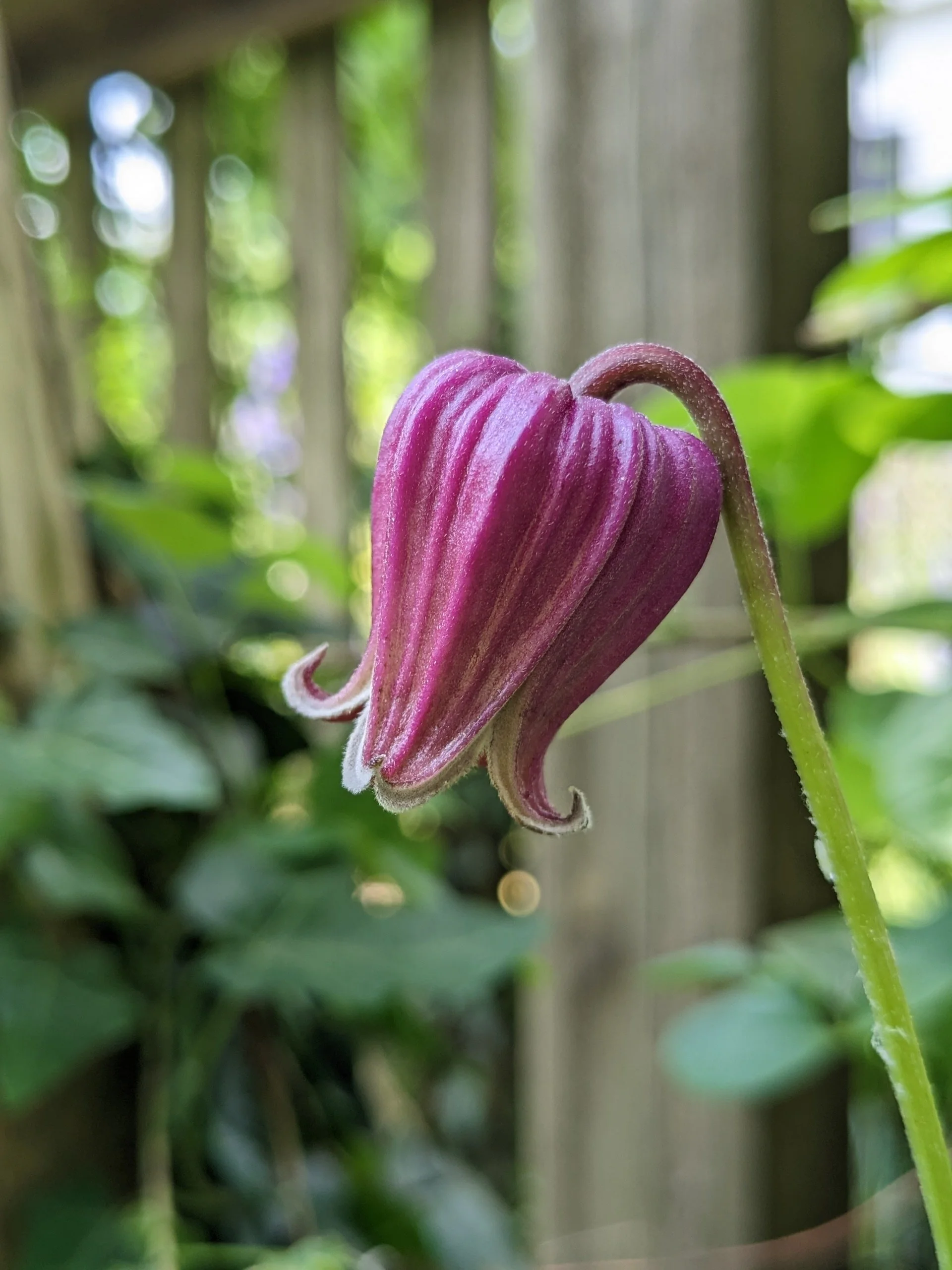 Clematis pitcheri 