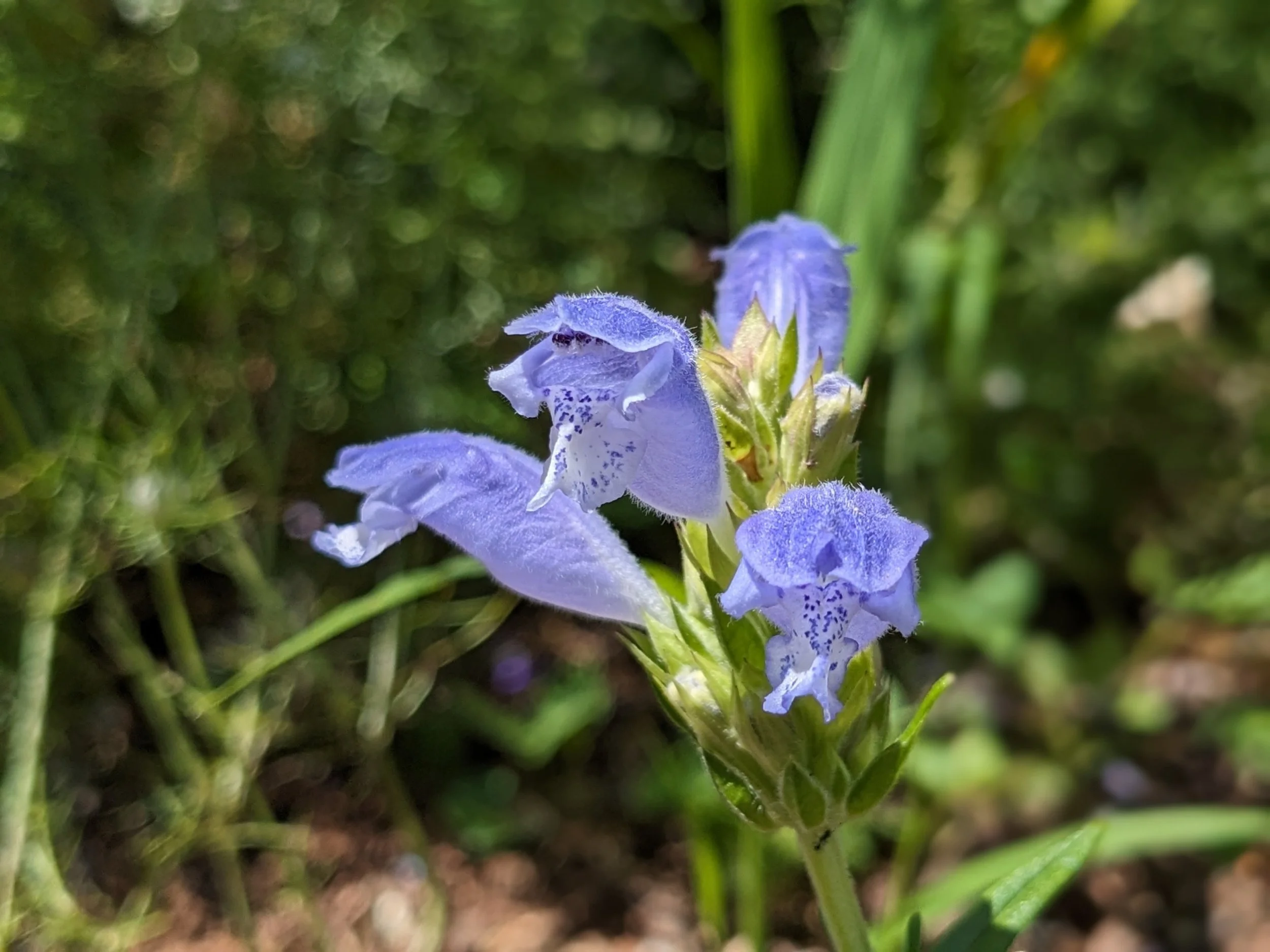 Dracocephalum argunense 'Fuji Blue'