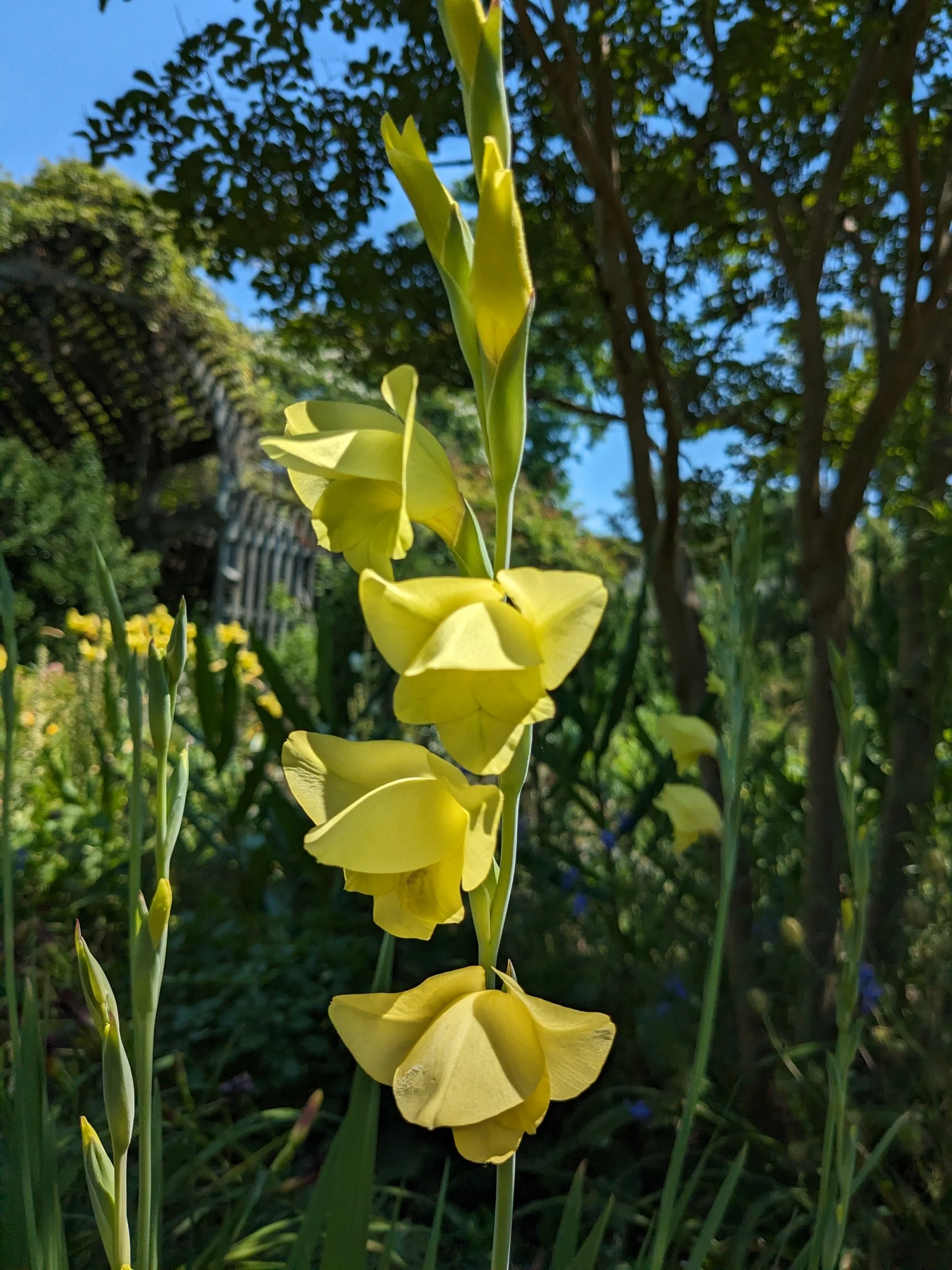 Gladiolus dalenii, yellow form