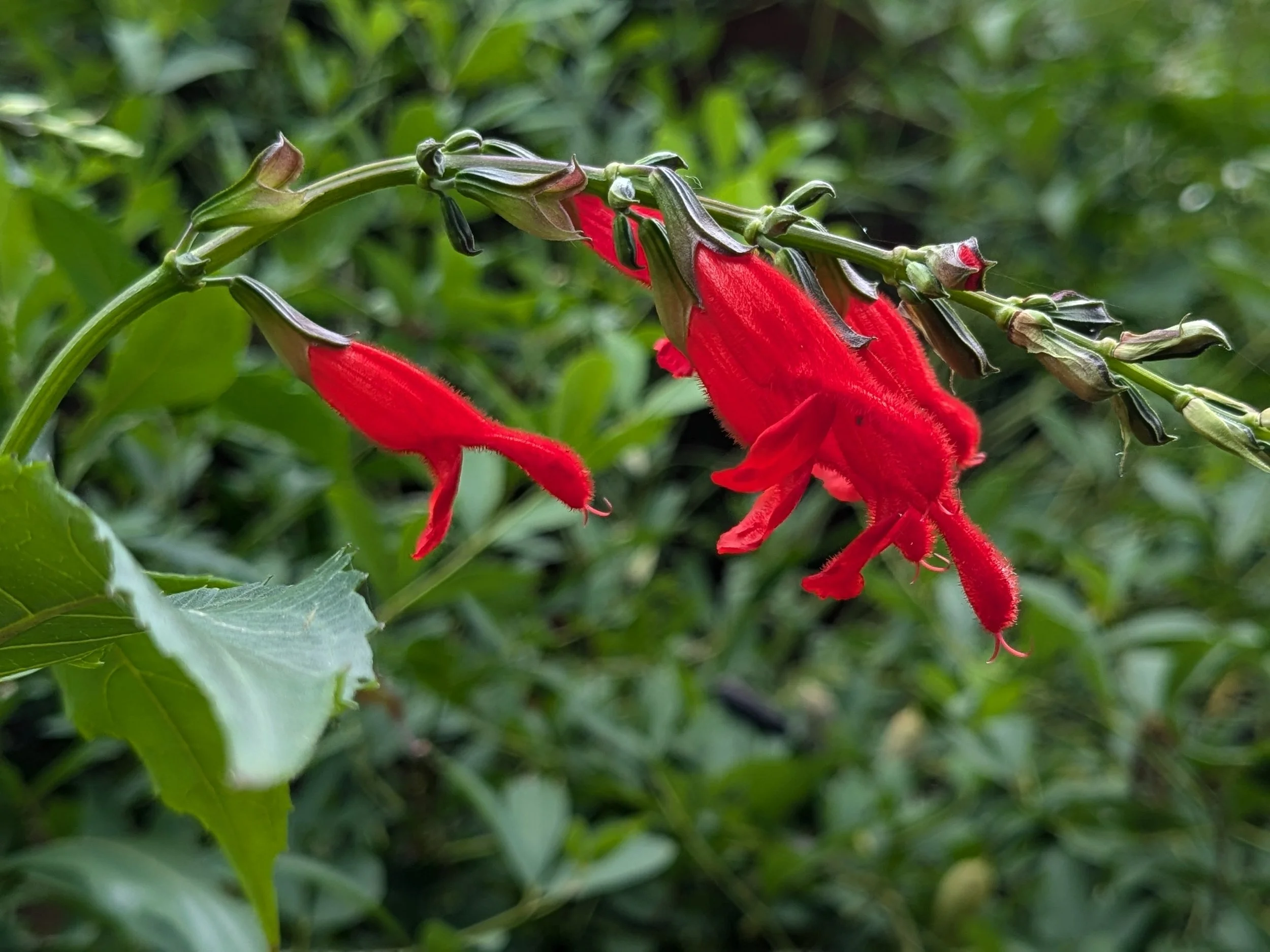 Salvia miniata