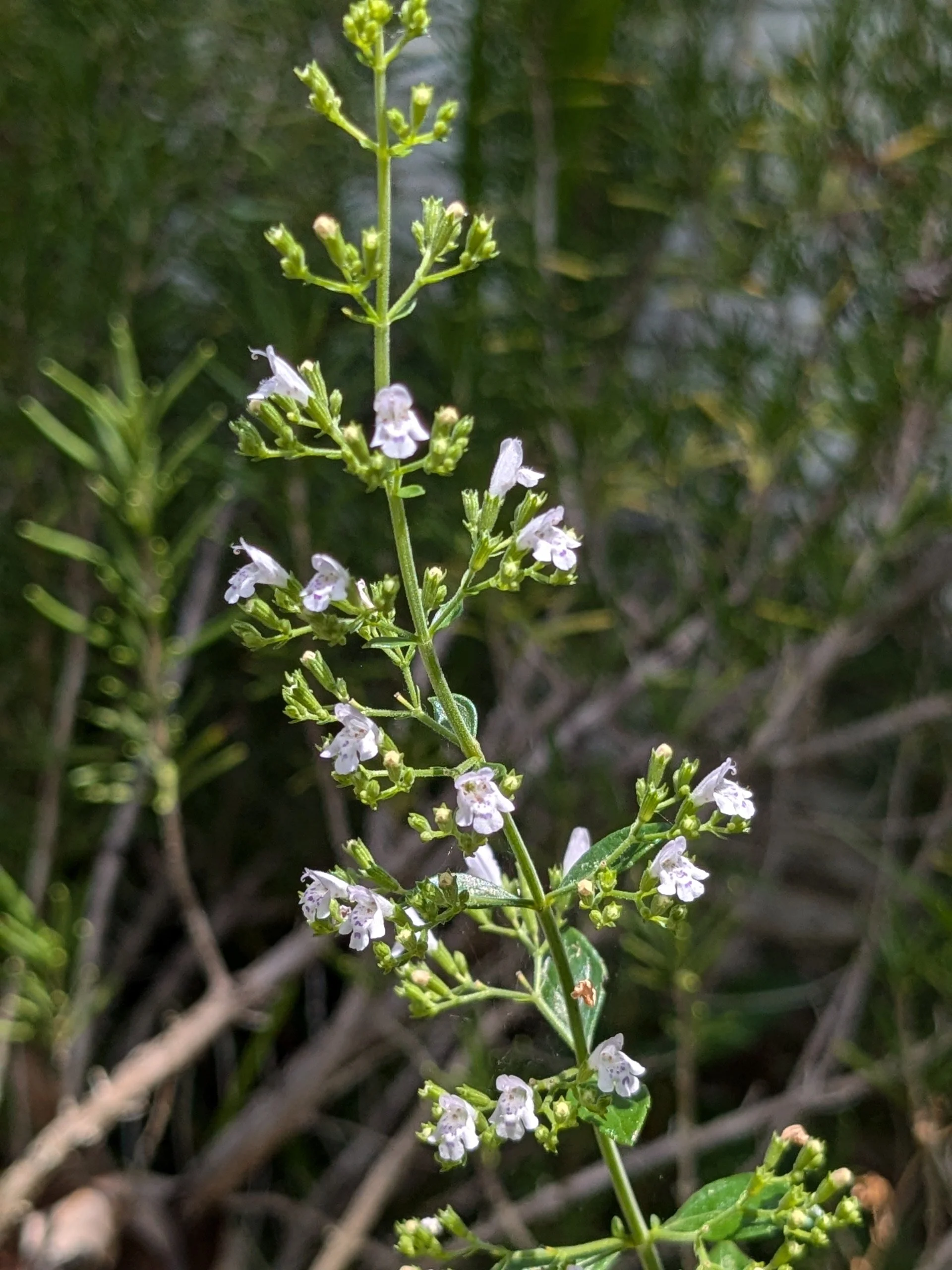Calamintha nepeta