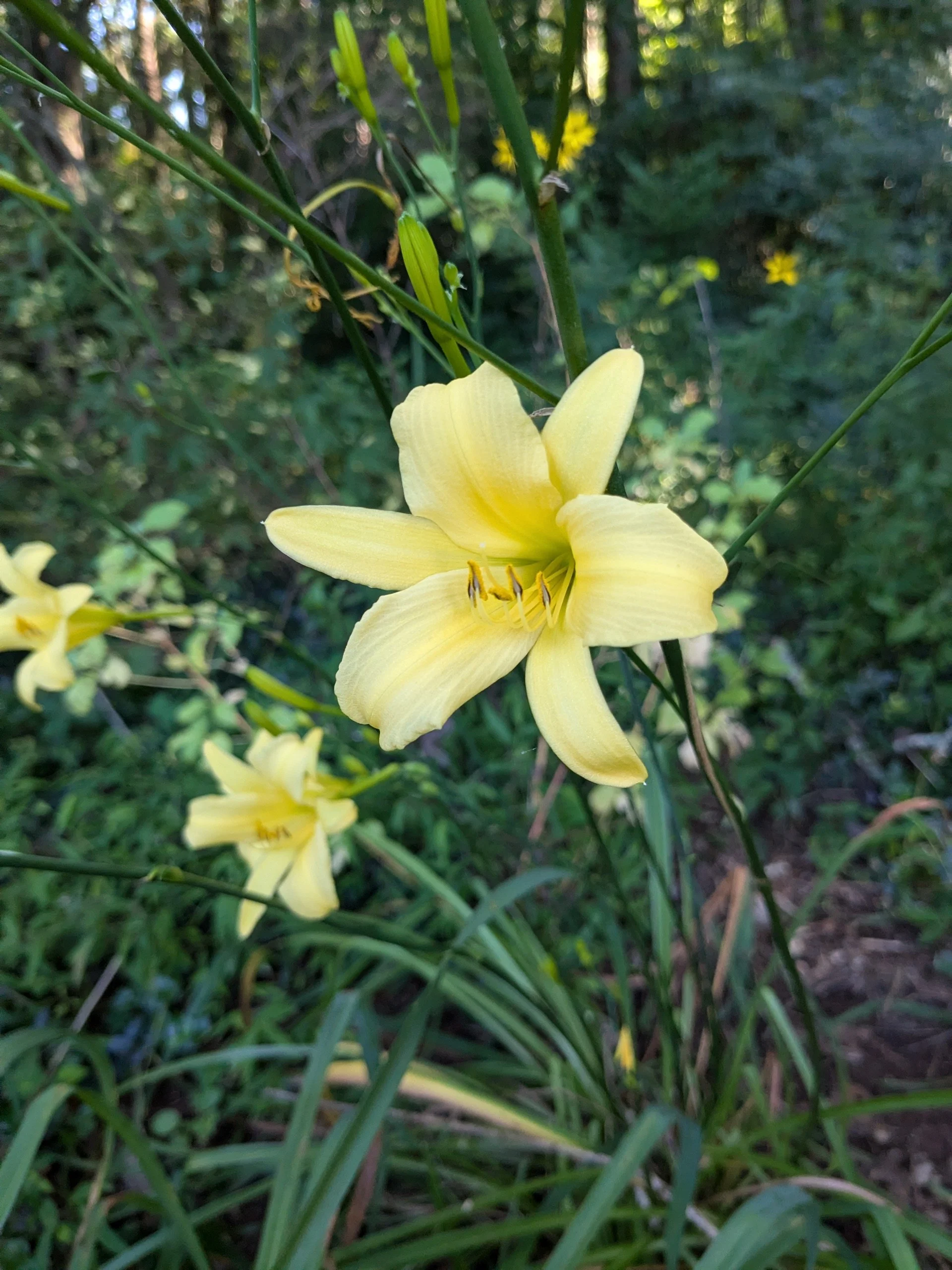 Hemerocallis 'Autumn Prince'
