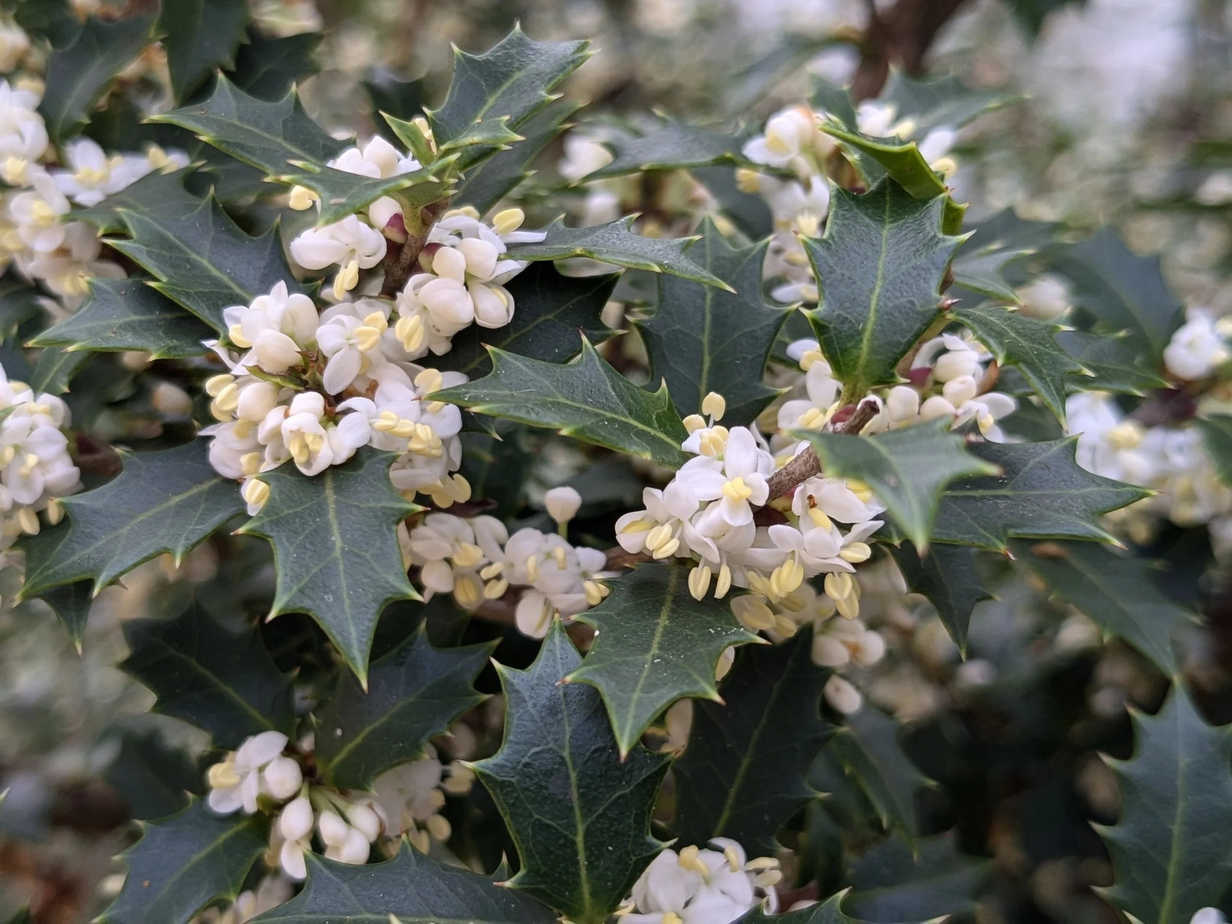 Osmanthus heterophyllus