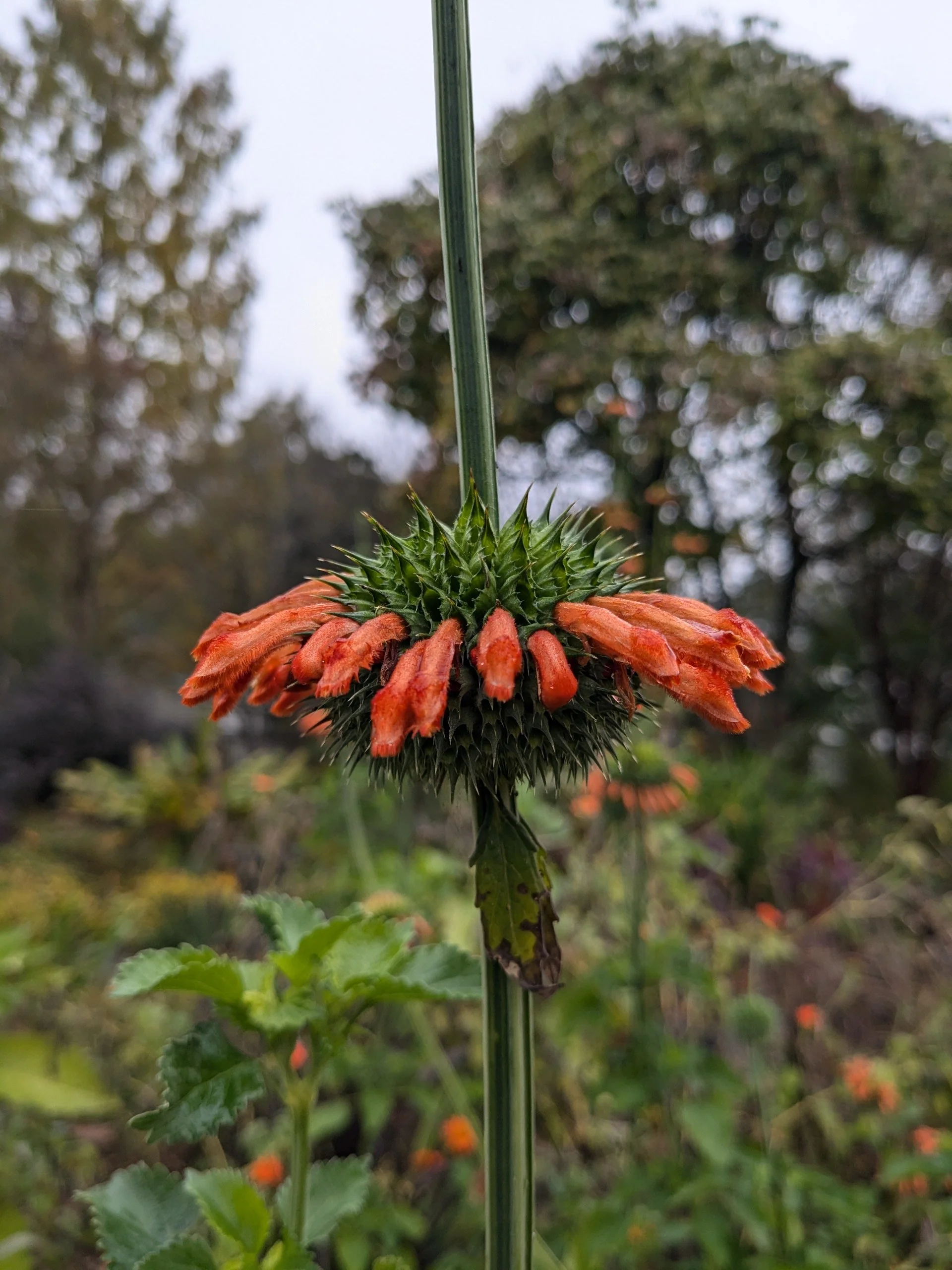 Leonotis nepetifolia 