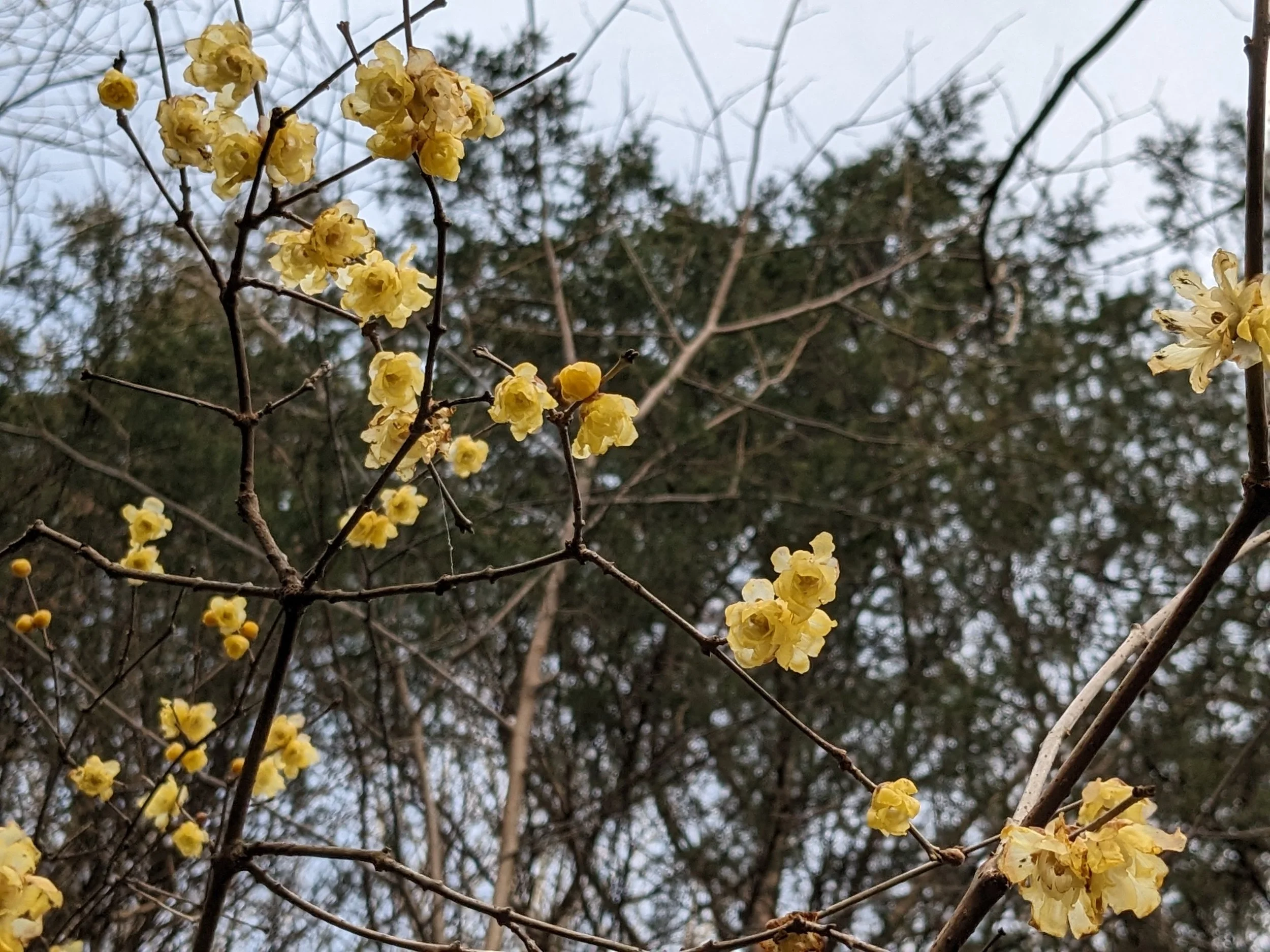 Chimonanthus praecox 'Luteus'