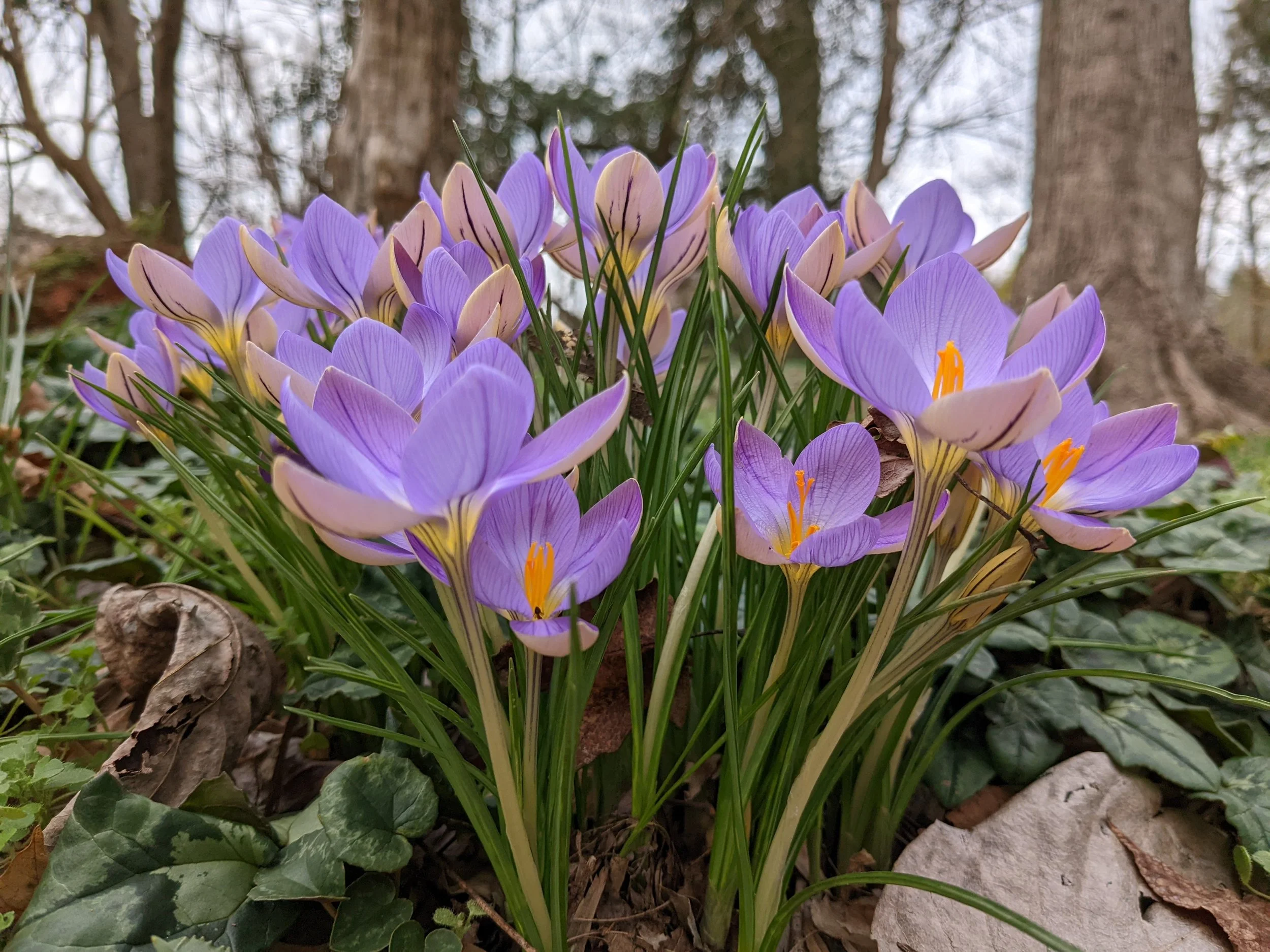 Crocus imperati 