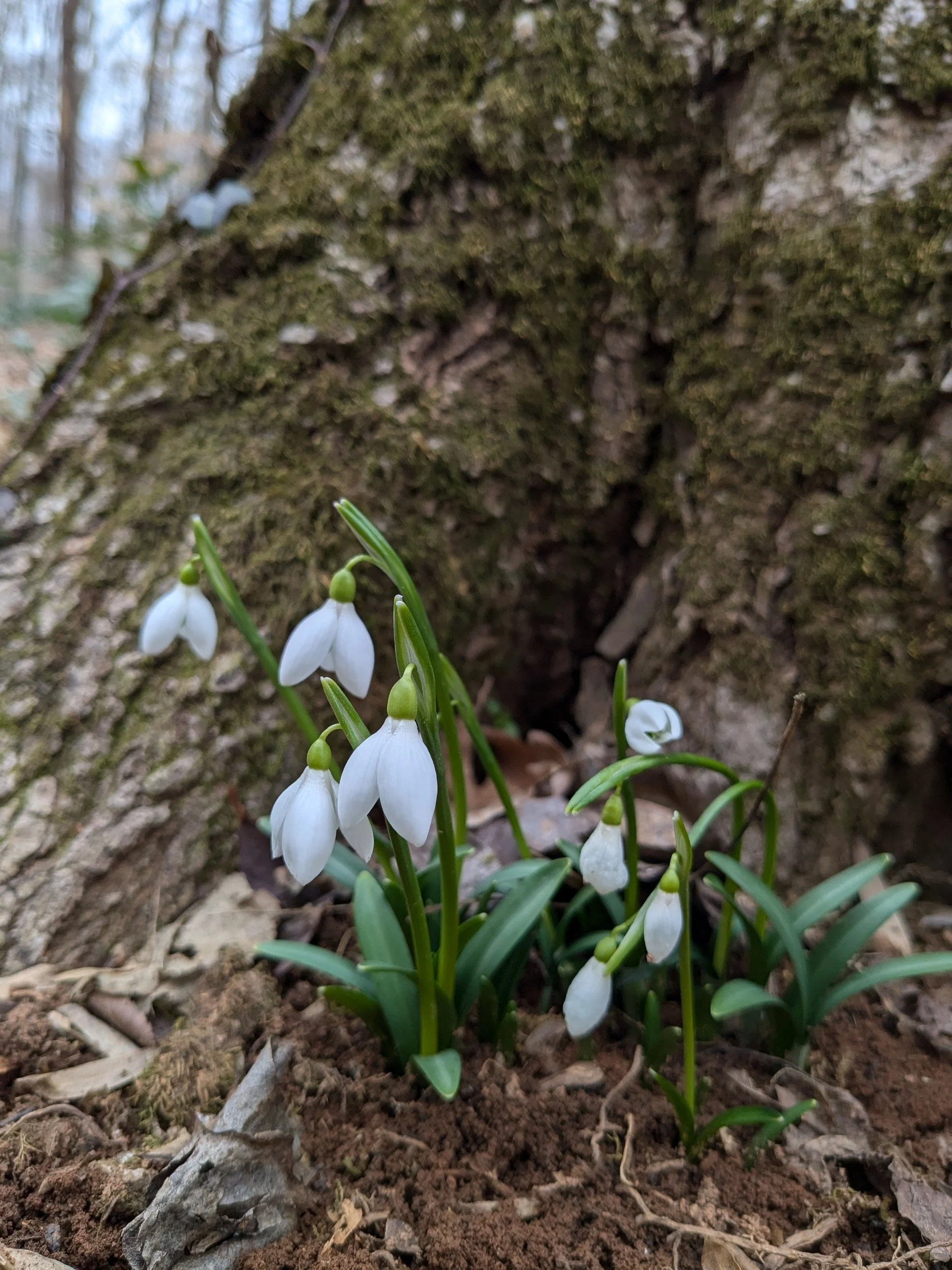 Galanthus rizehensis 