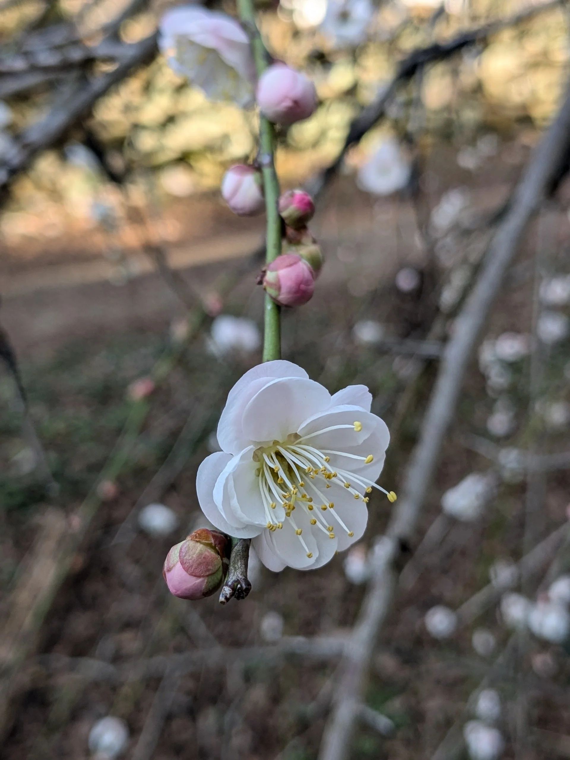 Prunus mume 'Bridal Veil'