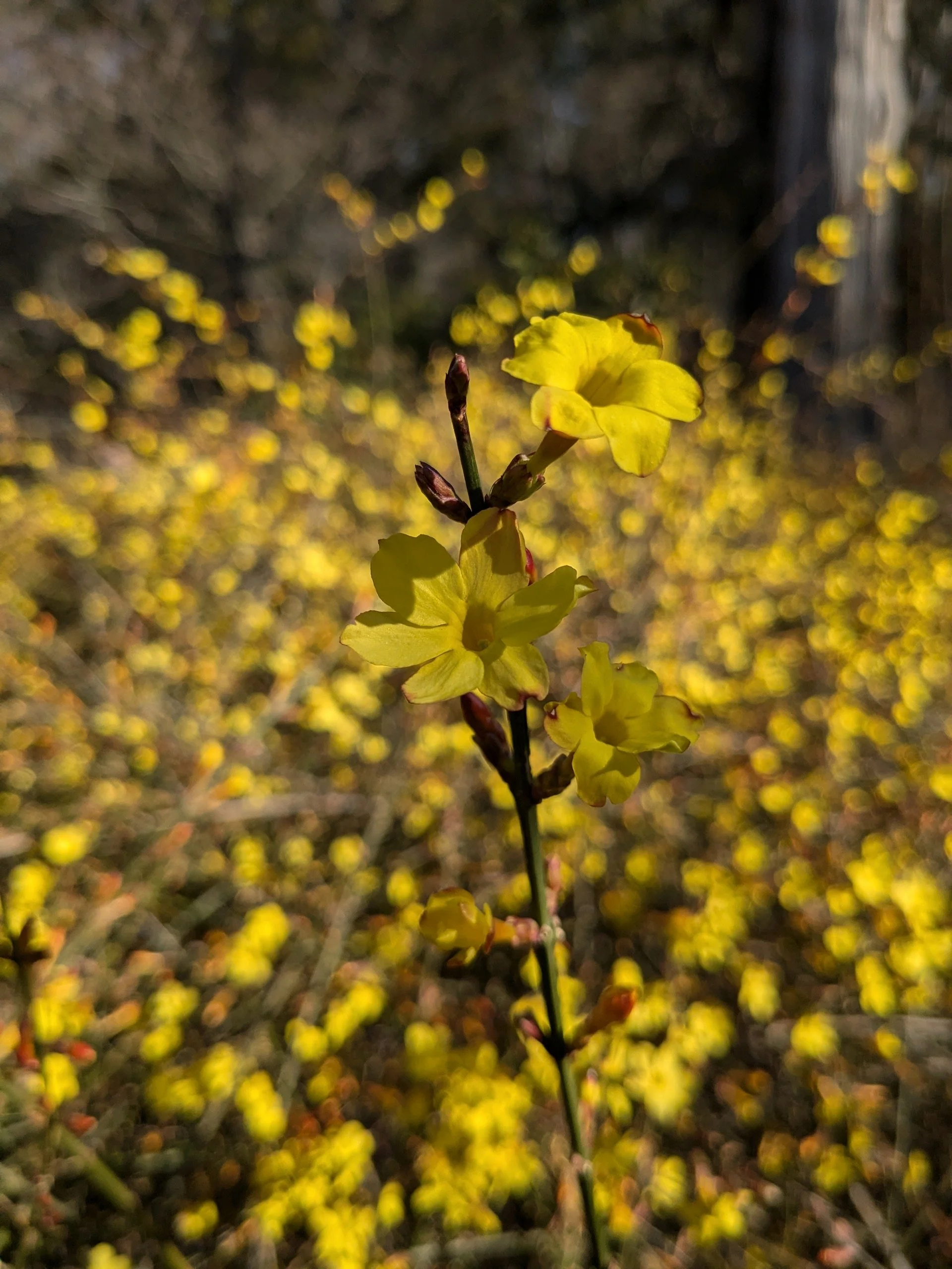 Jasminum nudiflorum 