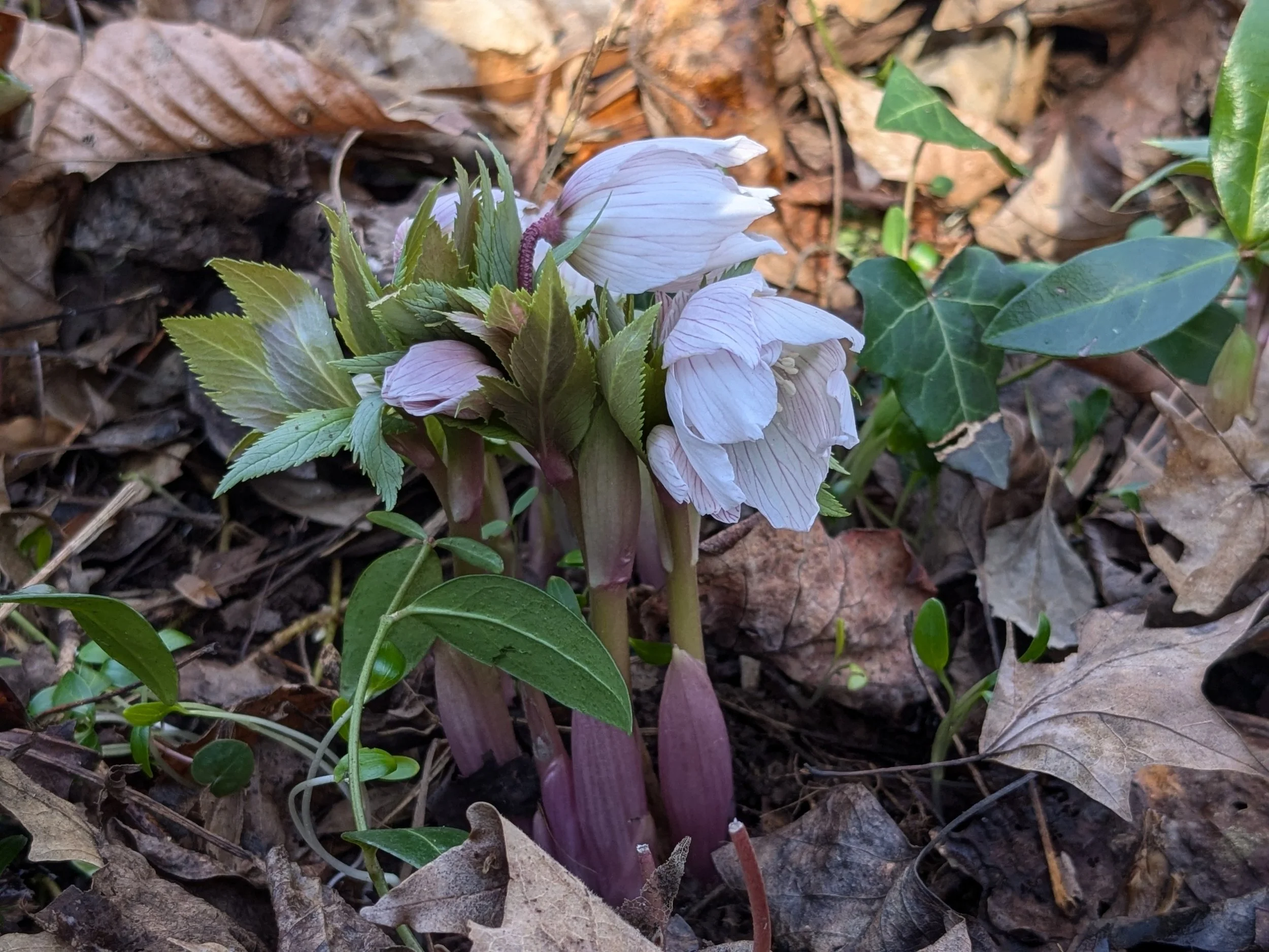 Helleborus thibetanus