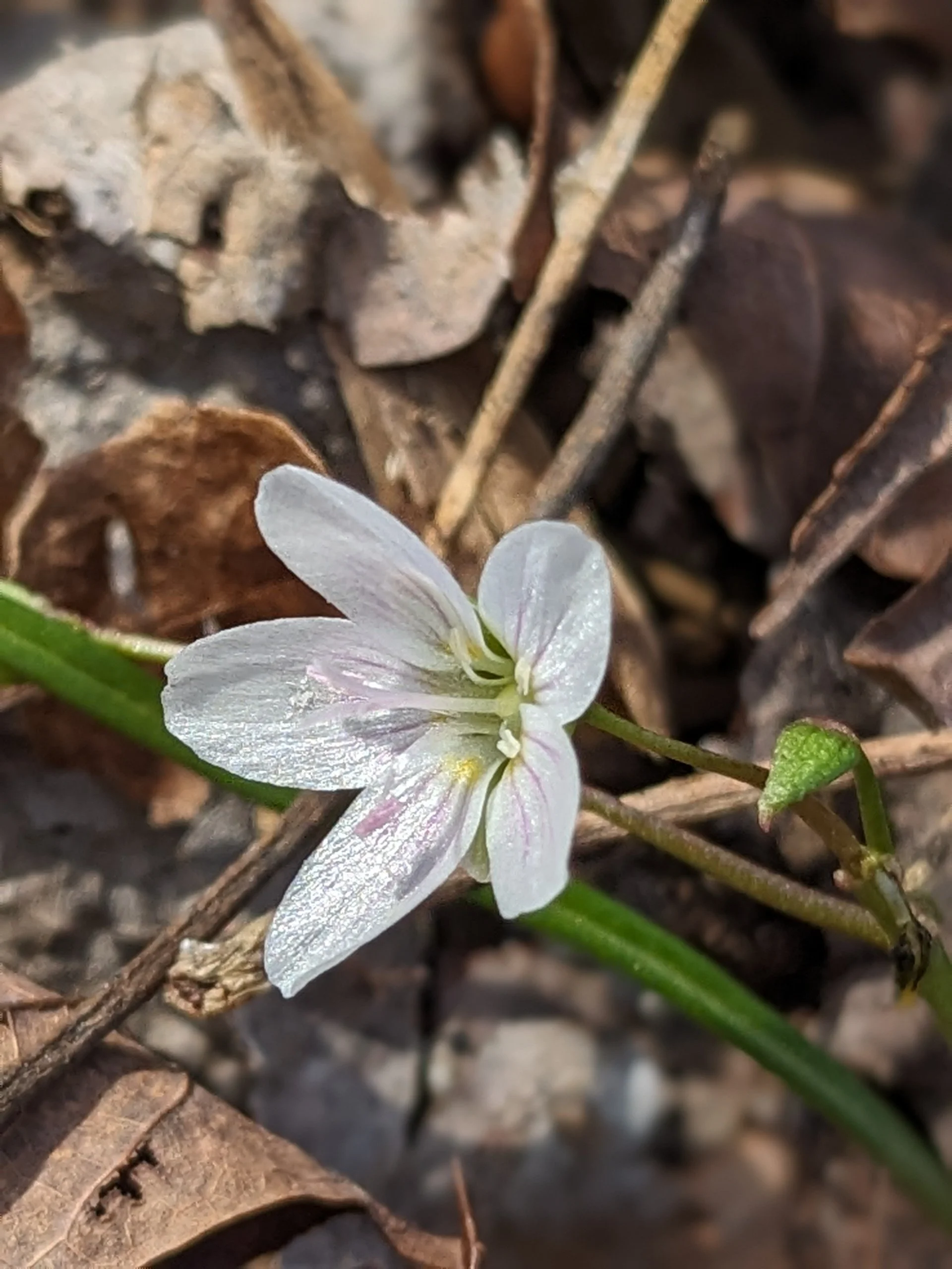 Claytonia virginica