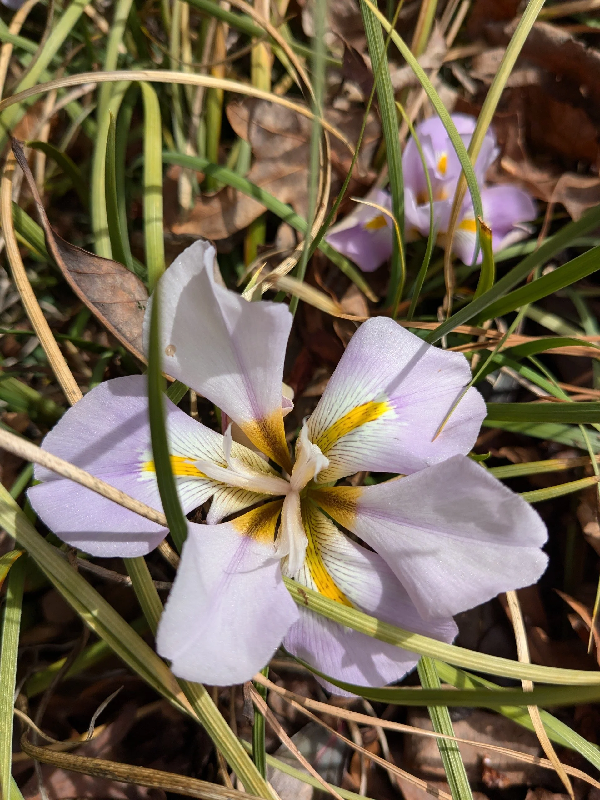 Iris unguicularis, pink 