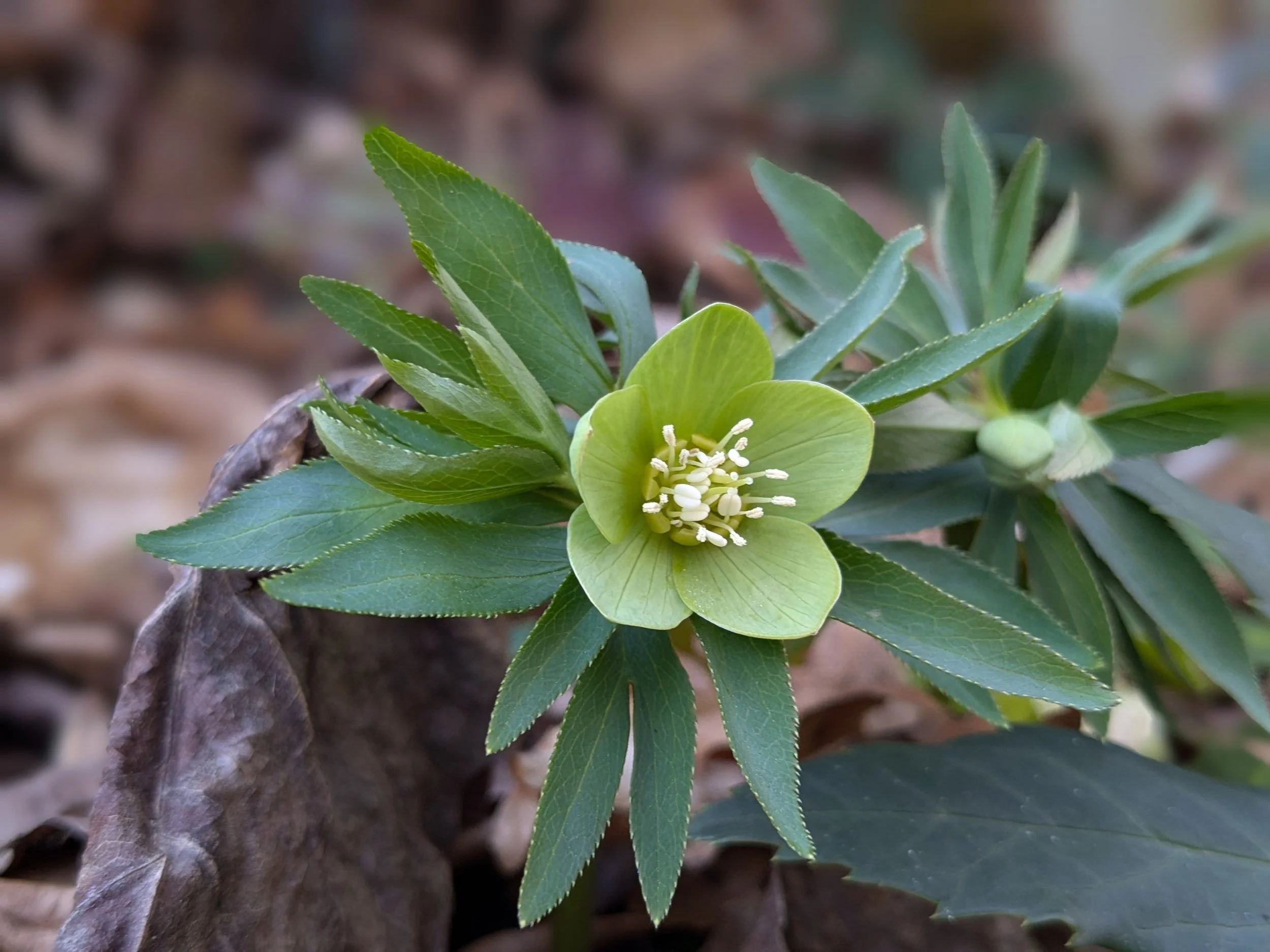 Helleborus dumetorum