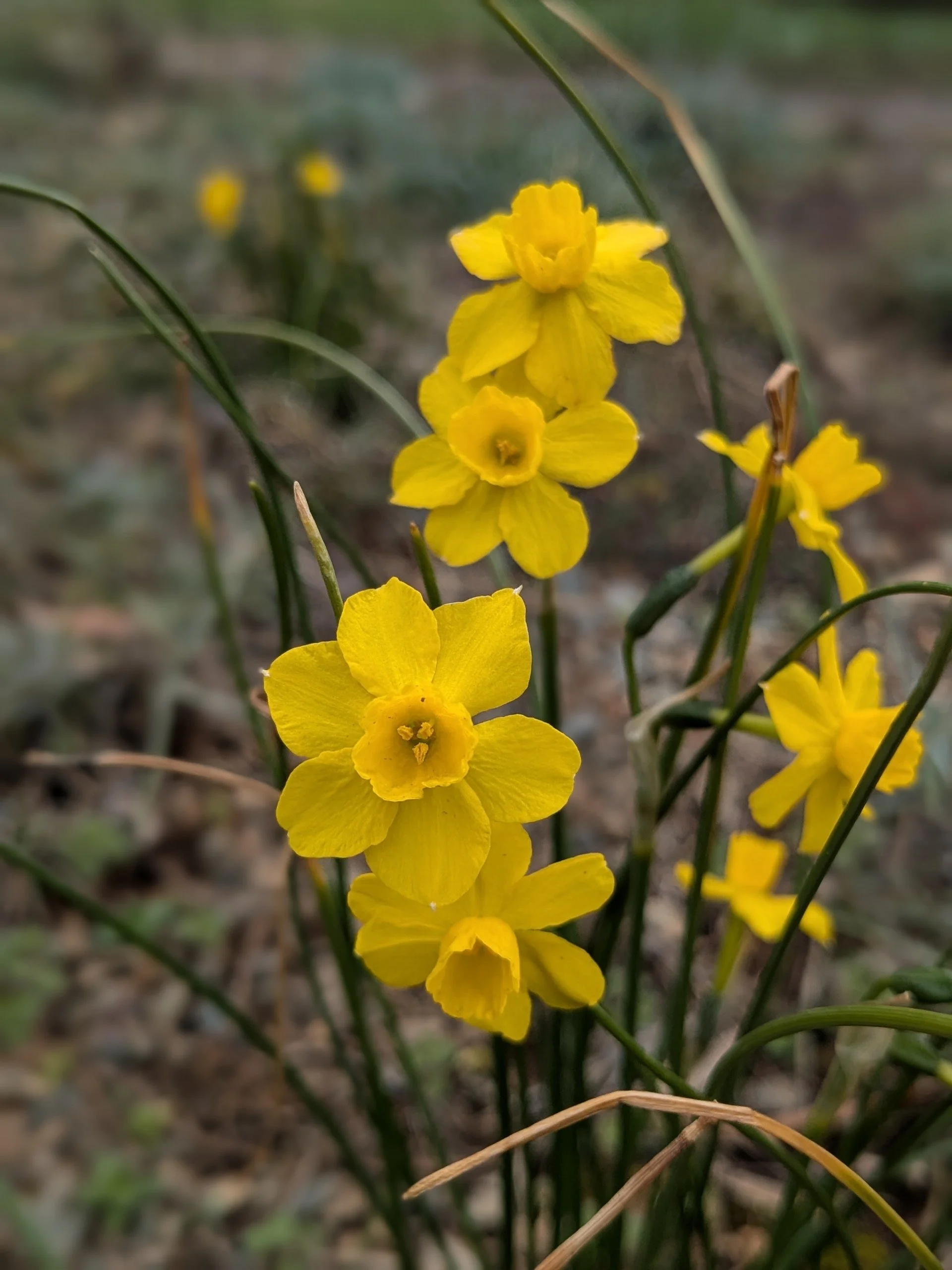 Narcissus fernandesii