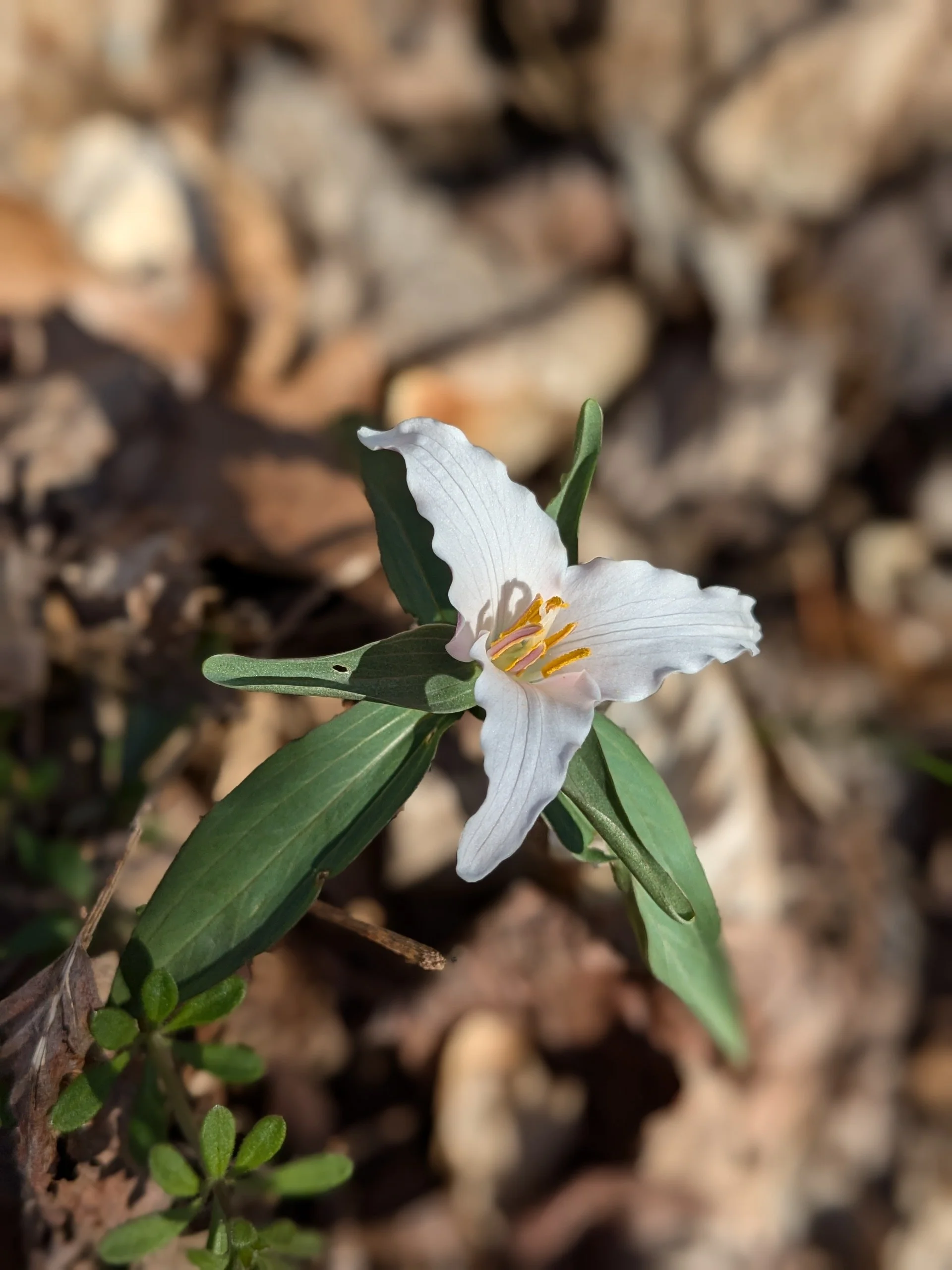 Trillium pusillum 