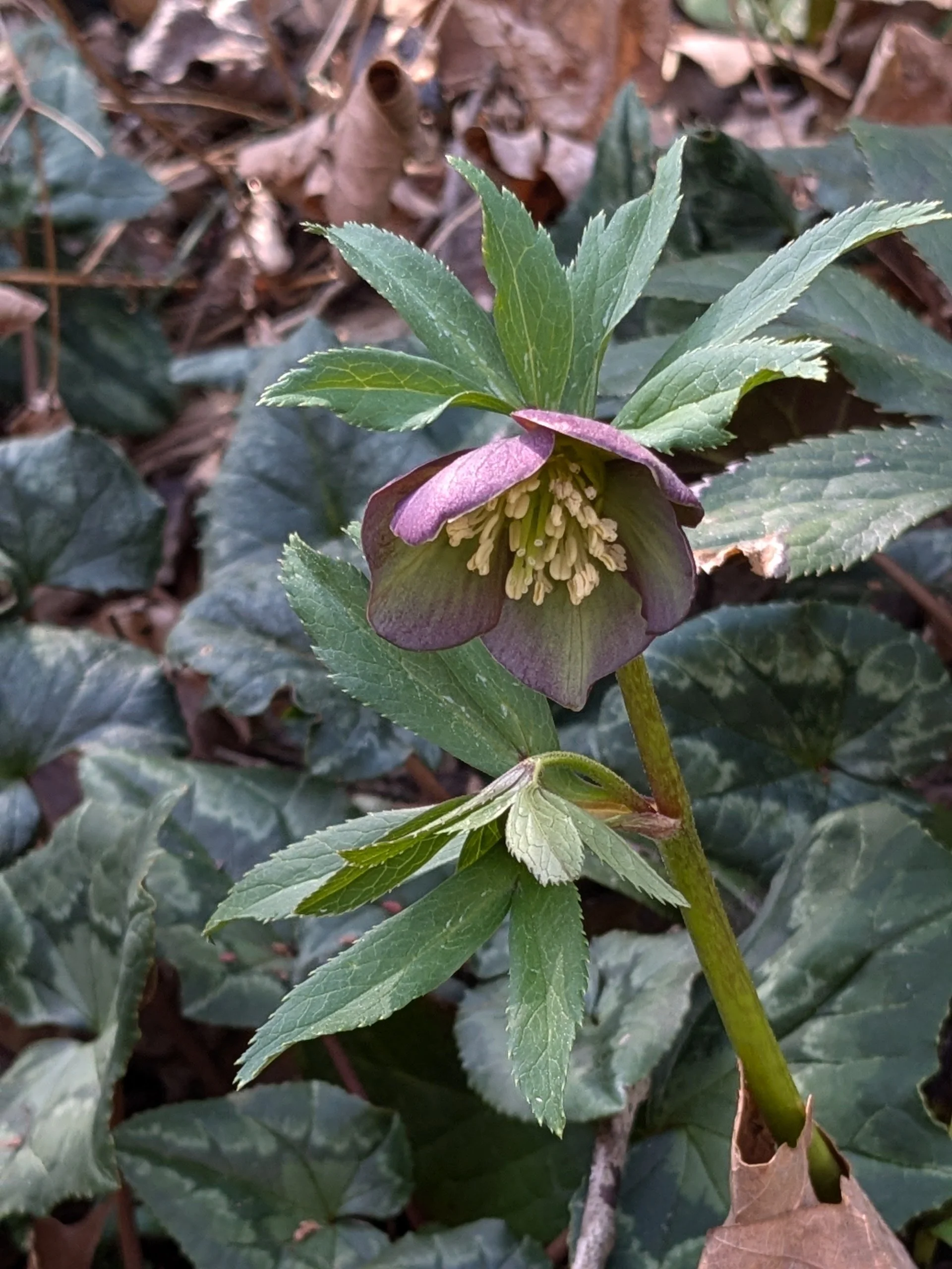 Helleborus atrorubens 