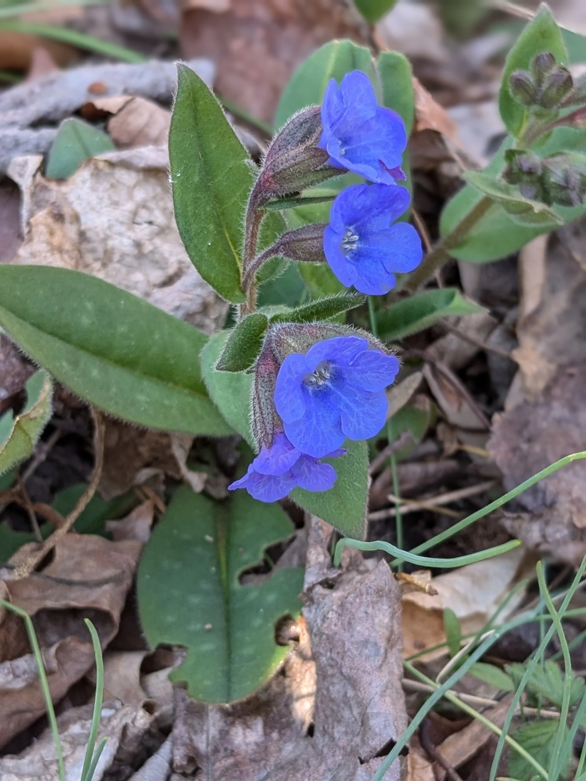 Pulmonaria longifolia