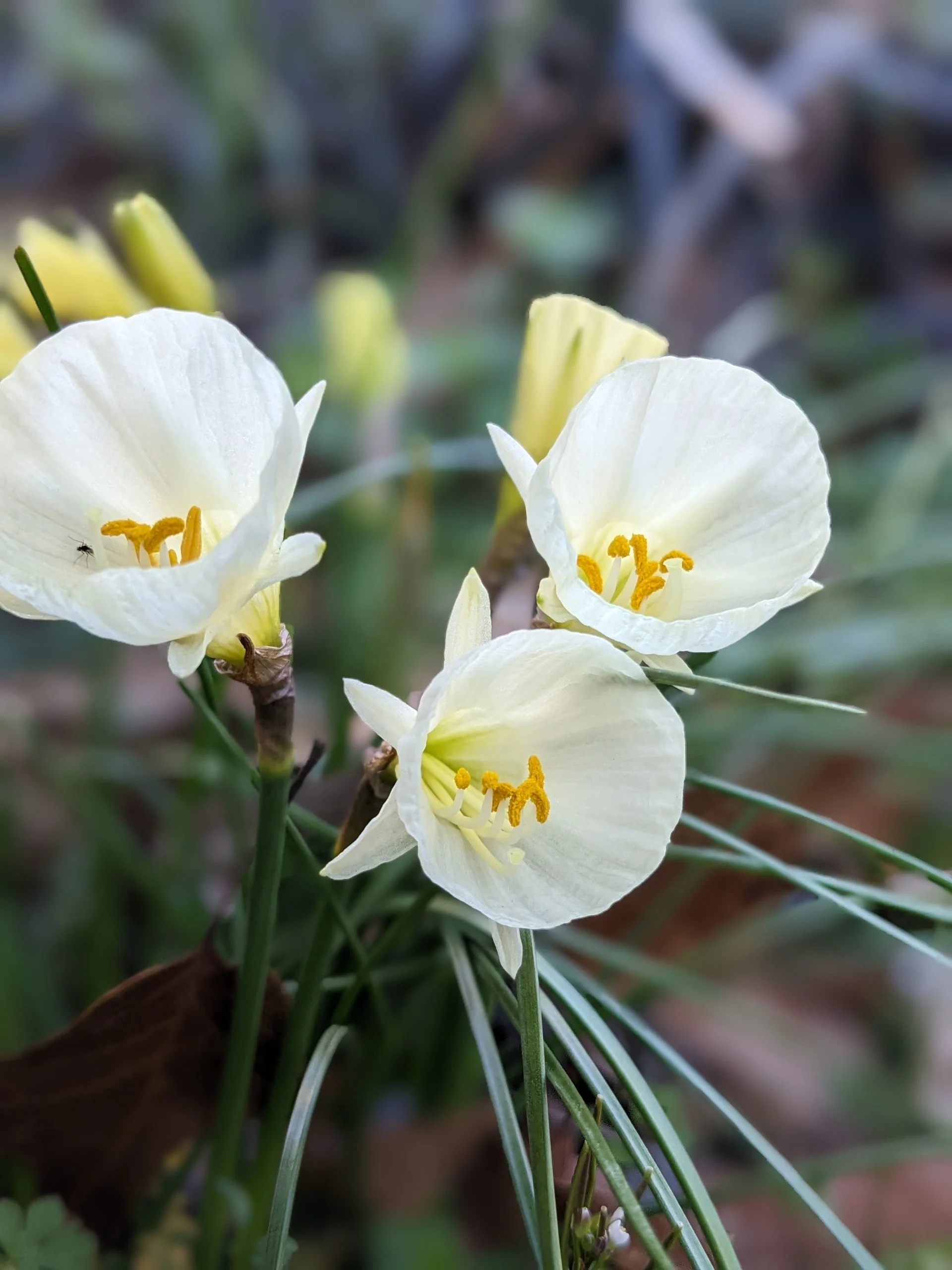 Narcissus bulbicodium 